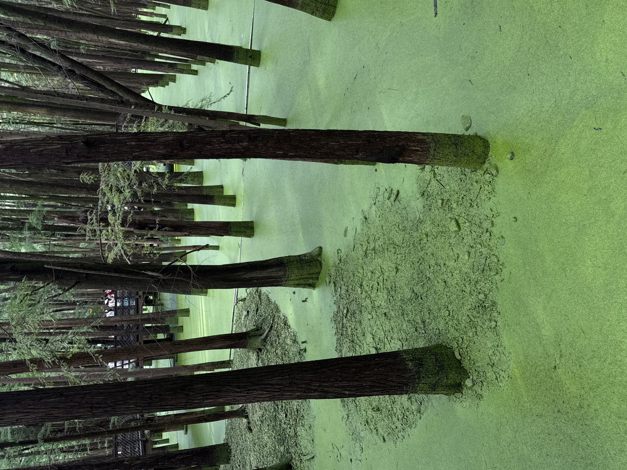 The image depicts a densely wooded area with numerous tall, slender trees. The ground is covered with a thick layer of vibrant green algae, which also saturates the water surrounding the base of the trees, creating a swamp-like environment. Some trees have moss or algae clinging to their lower trunks. A wooden walkway or bridge is visible in the background, elevated above the water and algae. Several people are standing on this walkway, observing the scene. The environment appears to be a natural or cultivated wetland, possibly a park or ecological reserve within Lin'an District, China. The lighting suggests it is daytime, with soft, diffused light filtering through the canopy.