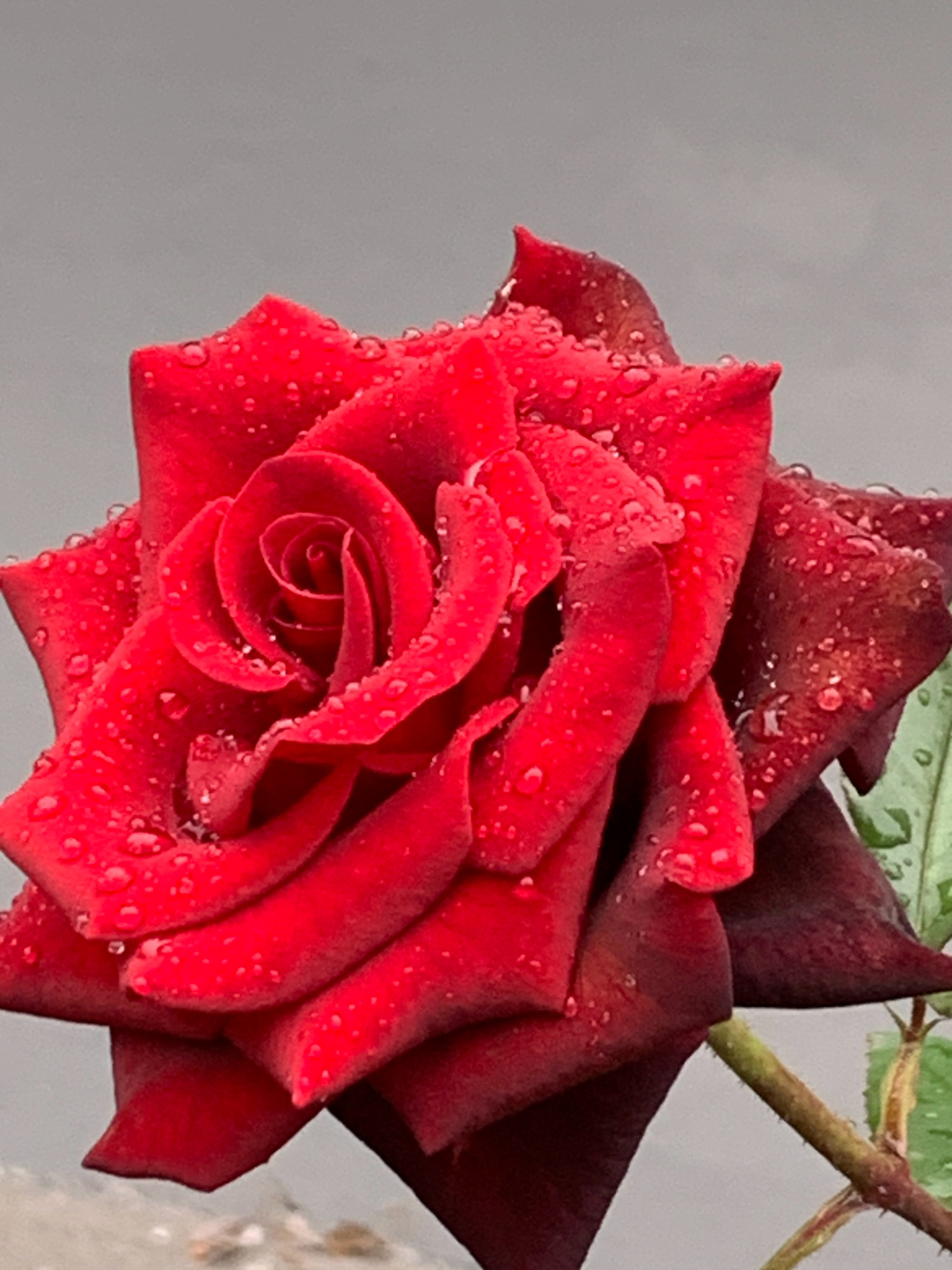 A close-up, eye-level shot features a vibrant red rose, its petals adorned with numerous glistening water droplets. The rose is the primary subject, centered in the frame, with its velvety petals unfurling in a spiral pattern. The background is a softly blurred, neutral gray, creating a stark contrast that emphasizes the rose's intense color and the texture of the water droplets. The lighting appears diffused, possibly indicating an overcast day or a shaded area, which highlights the moisture on the petals without harsh shadows. The image does not contain any identifiable elements that would suggest a specific location within Prokopyevsk, Russia, nor are there any people, actions, or interactions depicted. The focus is solely on the natural beauty of the dew-kissed rose.