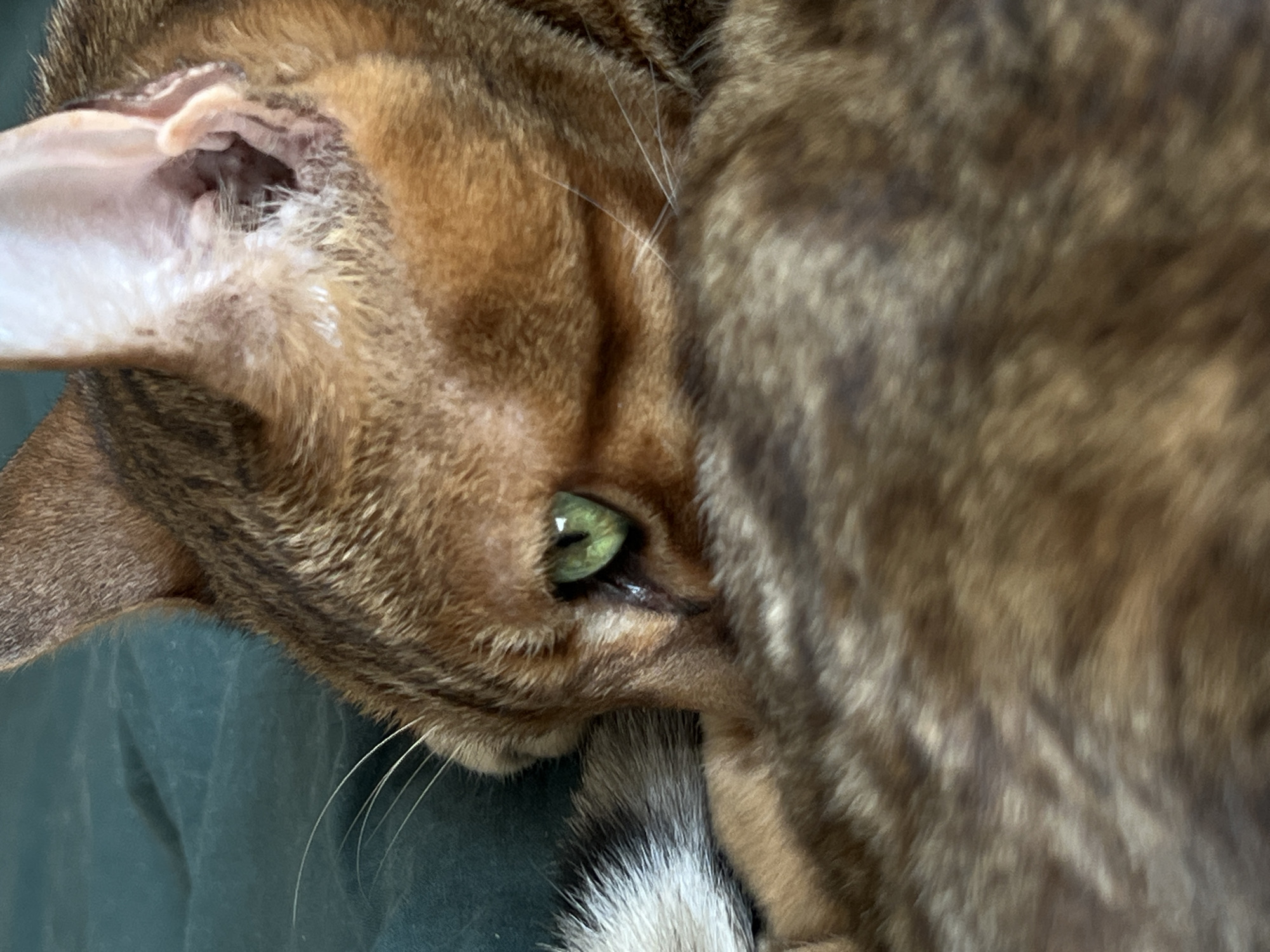 A close-up, high-angle forensic view depicts a Bengal cat resting indoors in Moscow, Russia. The cat's right eye, a vibrant green with a visible vertical pupil, is prominently featured, partially obscured by its own tawny and dark brown rosetted fur. Several long, white whiskers protrude from the muzzle area on the left side of its face. The inner aspect of the cat's right ear, pinkish-white with some white fur tufts, is visible at the top right. The cat's body, covered in patterned fur, is largely blurred in the foreground and bottom of the frame, indicating a curled or recumbent posture. The background consists of a uniformly dark teal or deep green fabric surface, likely bedding or upholstery. No other subjects or objects are visible within the frame, and the cat's action is observed as passive resting.
