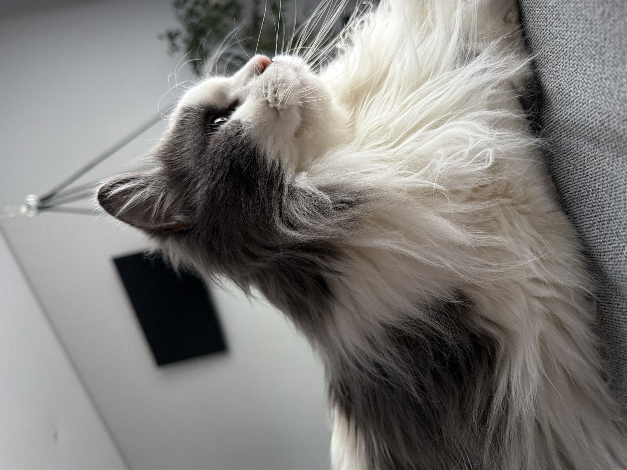 A long-haired, gray and white cat is lying on a gray fabric surface, possibly a couch. The cat is looking upwards with its head tilted back. Part of a light fixture and a black object on the wall are visible in the blurred background. The location is unknown, and there is no indication that the image was taken in Chaikovsky, Russia.