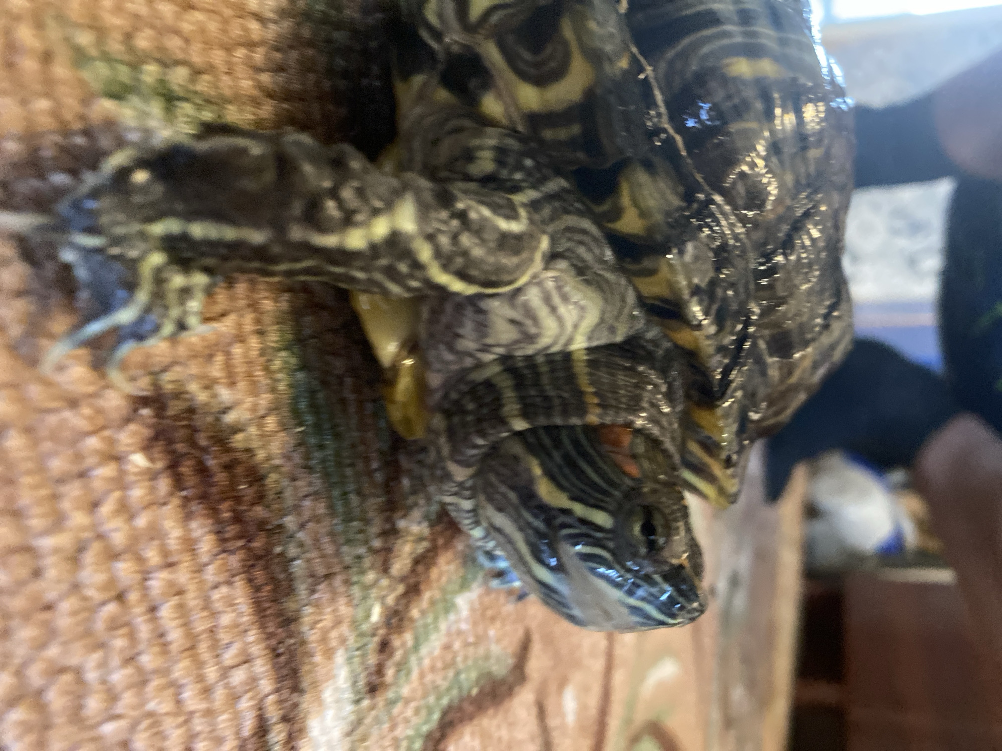 The image shows a close-up of a red-eared slider turtle, likely a pet, resting on a patterned cloth surface indoors. The turtle's shell and limbs are visible, with intricate markings. The background is blurred, showing what appear to be human legs and furniture, suggesting an indoor domestic setting. There is no indication of the city of Noviy, Russia, or any other specific geographical location. The scene is static, with the turtle not actively engaged in any particular action.