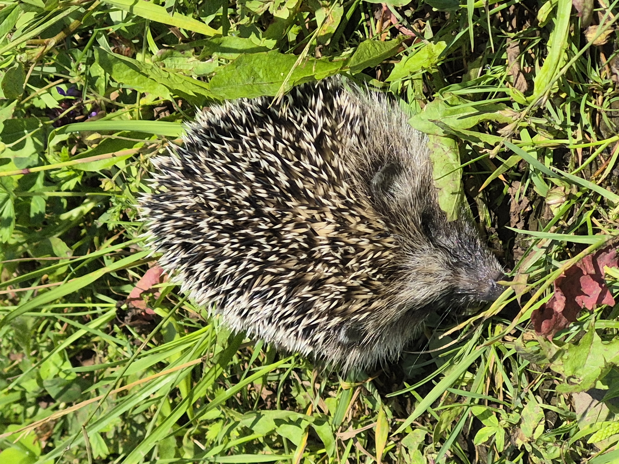 The image is an overhead shot of a hedgehog curled into a ball in a patch of green grass and weeds. The hedgehog's spines are clearly visible, appearing black and white. The background is lush green foliage with some dry leaves and a hint of purple flowers. The lighting suggests a sunny day. No specific location in the city of Sarst, Russia can be determined from the image alone.