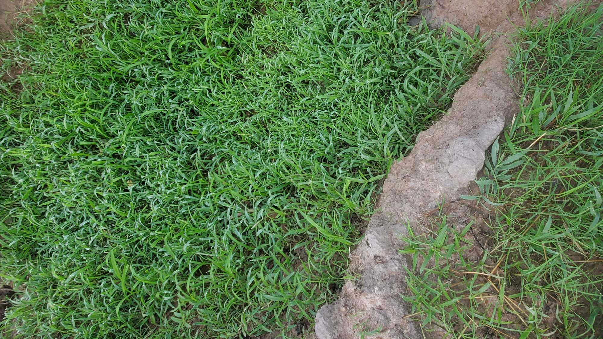 The image shows a close-up, overhead view of a patch of grass with a rough, dirt-covered rock formation running diagonally across the lower left portion of the frame. The grass is a vibrant green and appears dense, with individual blades clearly visible. Some blades of grass have small water droplets on them, suggesting dew or recent watering. The rock is irregular in shape and texture, with patches of dirt clinging to it. The ground surrounding the grass and rock is a muted brown, indicating soil. The scene is situated outdoors, likely in a natural or semi-natural setting. There are no people or animals visible in the image. The specific location within Jalingo, Nigeria, cannot be determined from the visual information provided.