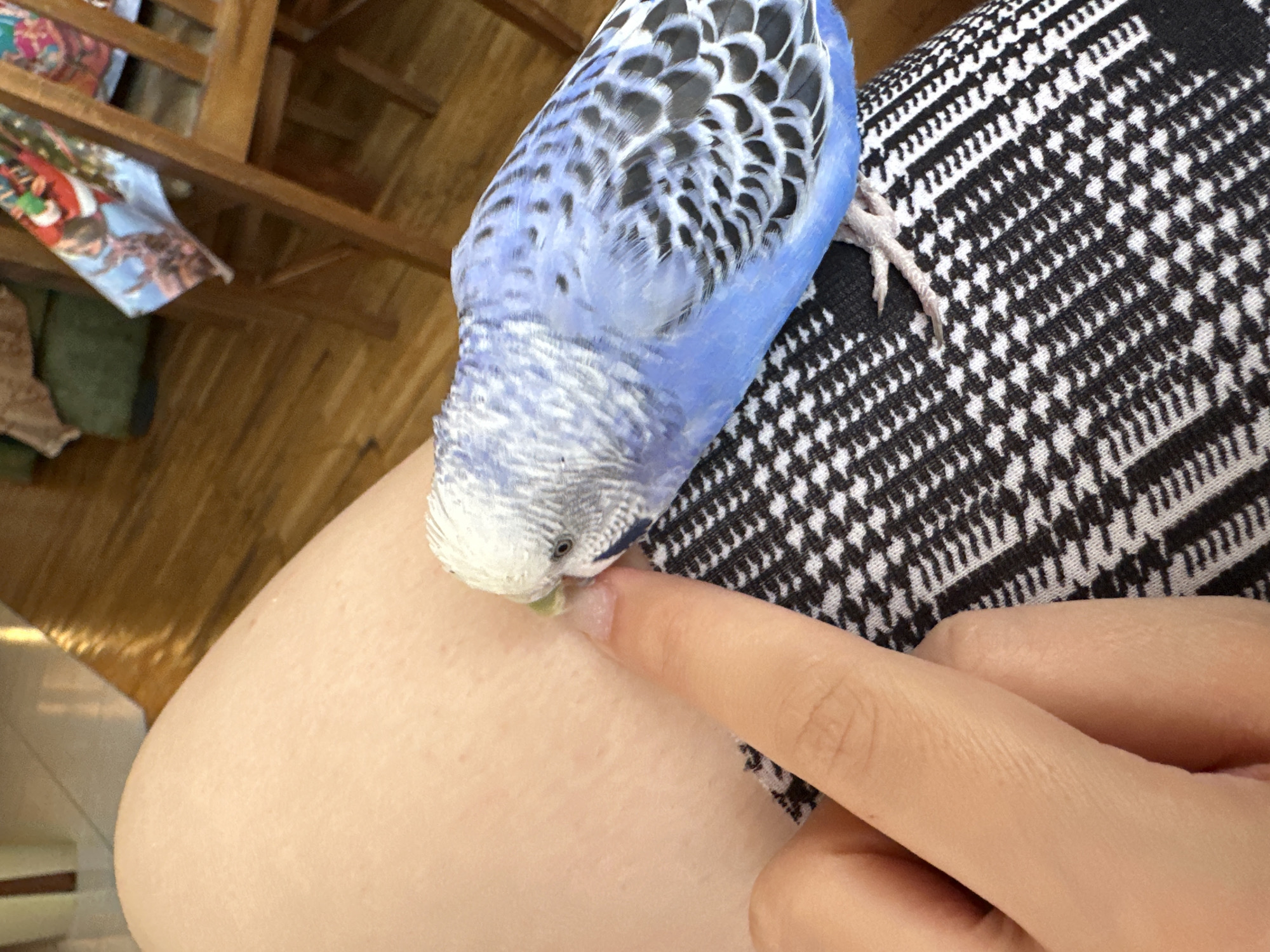 A blue and white budgerigar bird is perched on a person's lap, pecking at their skin with its beak. The person's finger is also visible, near the bird. The lap is covered with black and white patterned fabric. In the background, there is a wooden floor and a wooden chair with a festive cloth draped over it. The location is not specified.