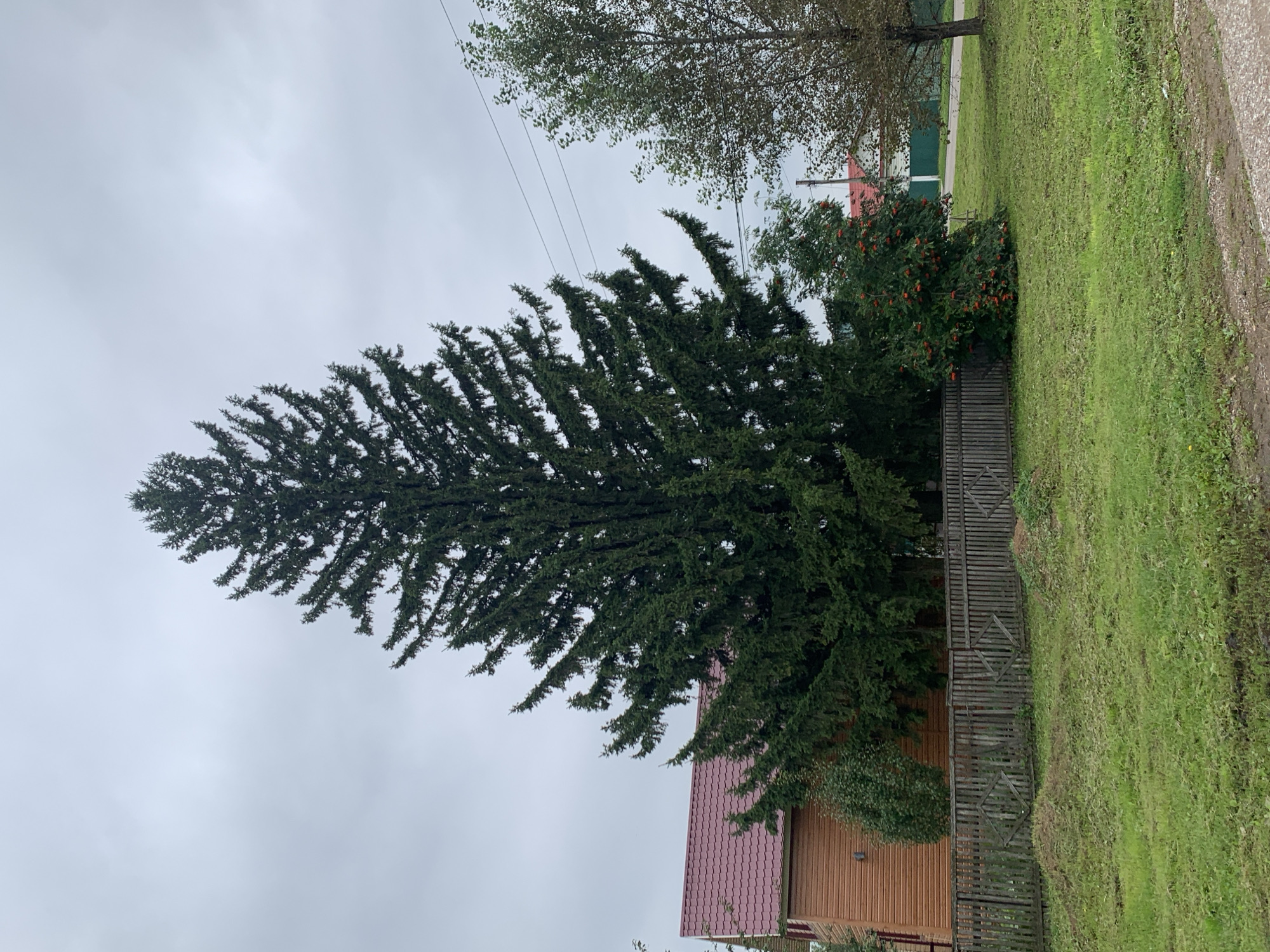 This is a full shot of a tall evergreen tree in a rural setting, likely in the city of Chishmy, Russia. The tree dominates the center of the frame, with its branches extending outwards. To the left of the tree is a wooden house with a red roof. A wooden fence runs across the foreground, separating the yard from a grassy area. In the background, a few more trees and power lines are visible. The sky is overcast, suggesting a cloudy day. There are no people or animals in the image, and no discernible actions or interactions are taking place. The scene appears to be a quiet, domestic environment.