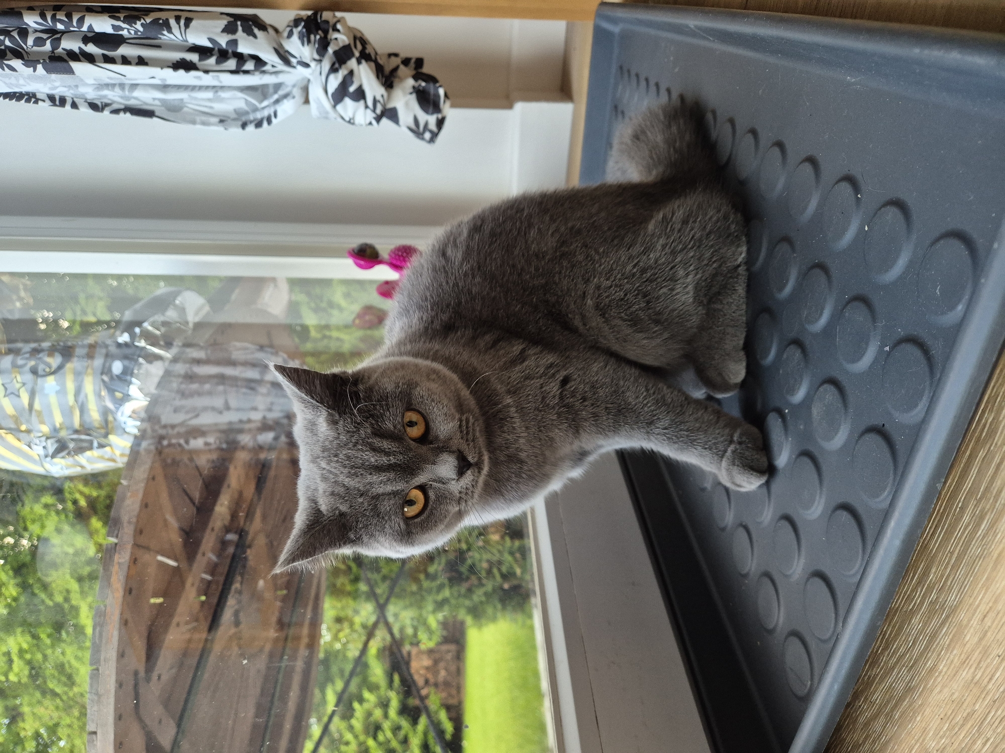 A gray British Shorthair cat with amber eyes is lying on a dark gray plastic tray with circular indentations, positioned near a window. The window offers a view of greenery outside, possibly a garden or lawn, and there's a glimpse of a wooden structure visible through the glass. The cat is facing the camera, with one paw extended towards the edge of the tray. A patterned white and black fabric is draped above the window. The location appears to be indoors, near a window providing a view of West Suffolk, United Kingdom.