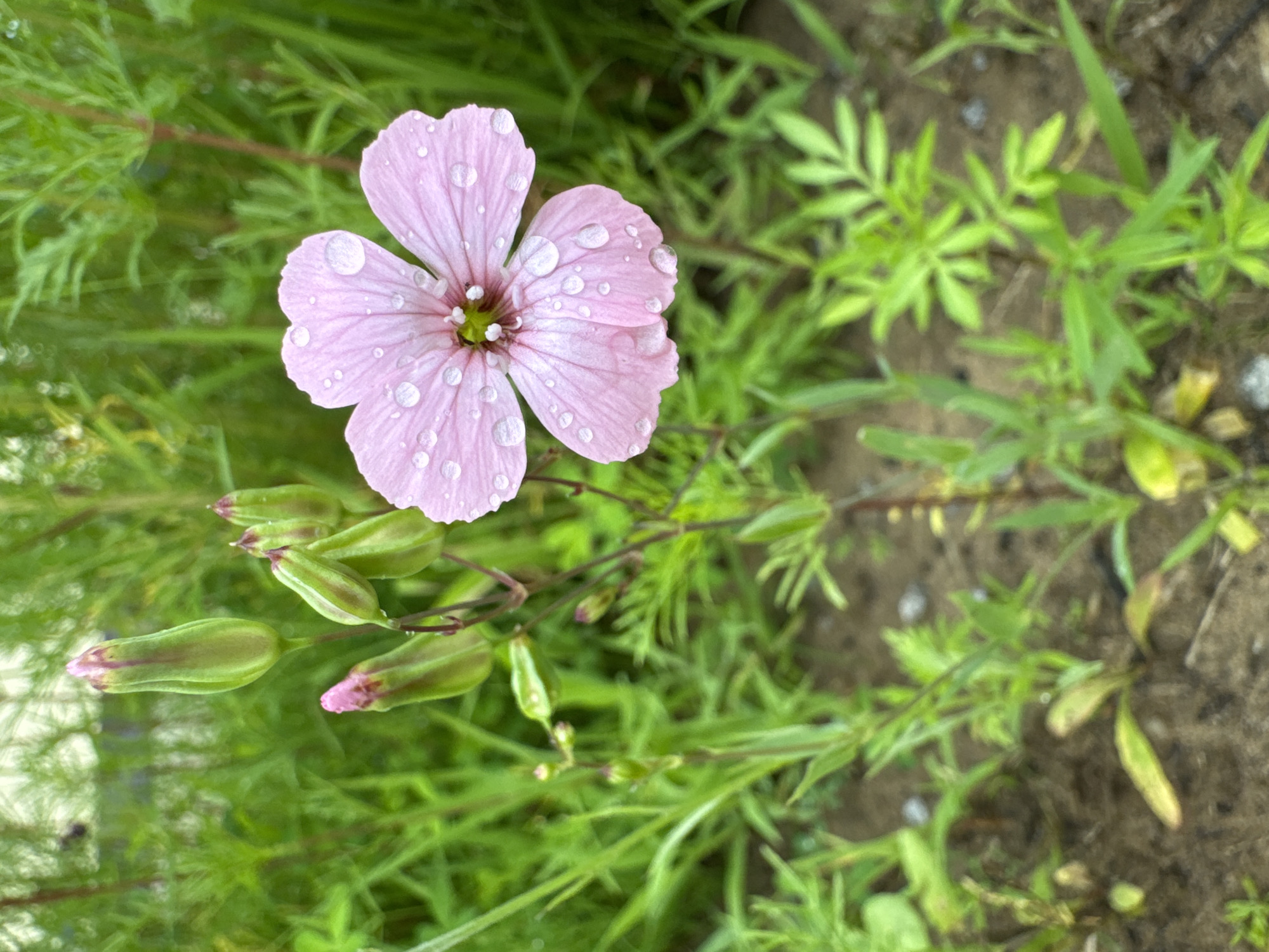 A single, delicate pink flower, adorned with numerous water droplets, is the focal point of this outdoor scene. The flower, with five distinct petals, appears to be a species of Geranium. It is positioned slightly to the right of center in the frame. Surrounding the bloom are several green buds, some with hints of pink at their tips, suggesting imminent flowering. The background is a lush tapestry of green foliage and slender stems, indicating a natural or garden setting. The ground beneath is visible, a mixture of dark soil and scattered small stones. The lighting suggests it may have recently rained, or dew has settled on the flora. The image evokes a sense of natural beauty and the freshness of a garden after a watering.