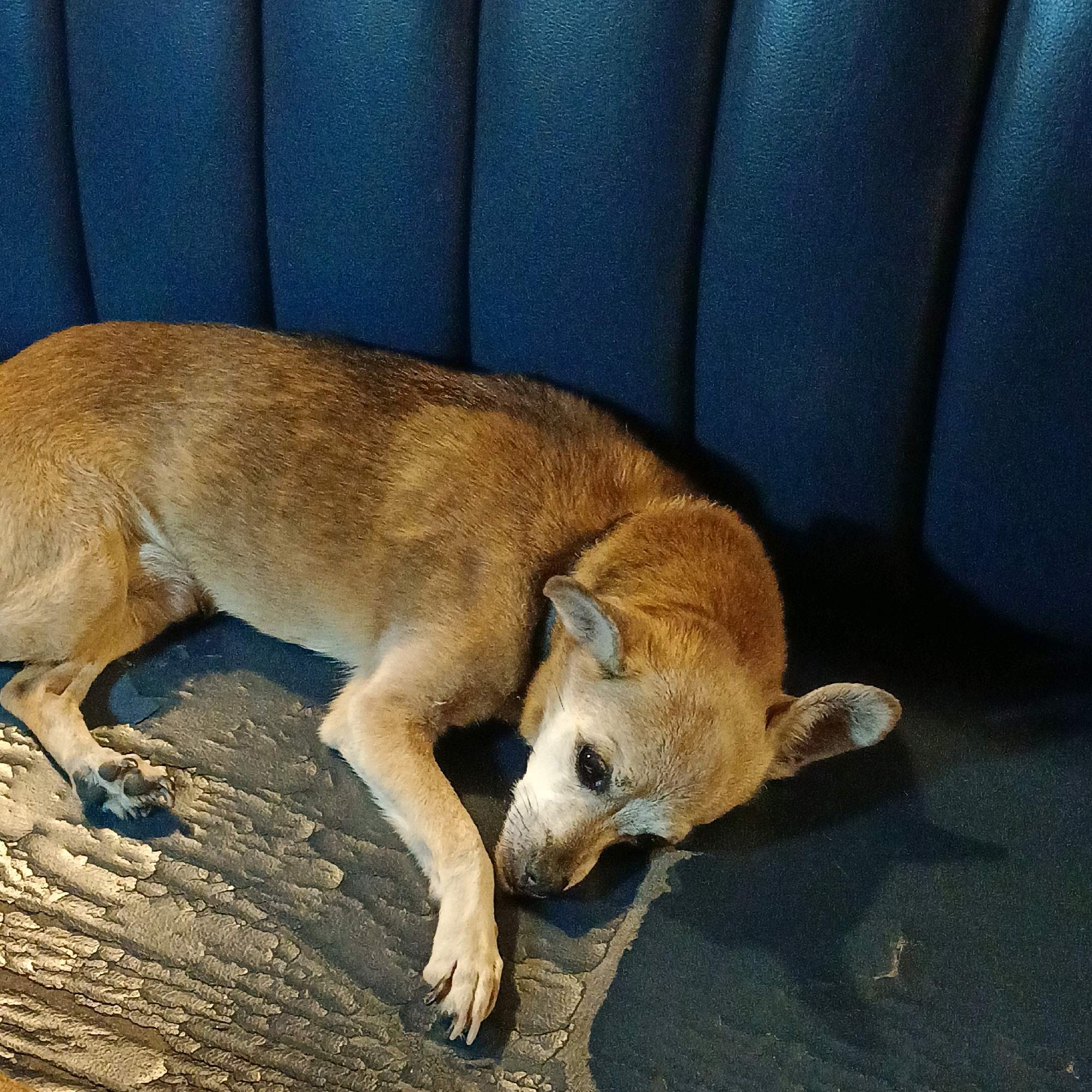 The image shows a tan-colored dog lying on a textured blue surface. The dog is positioned on its side, with its head resting down, and appears to be sleeping or resting. The blue surface has a ribbed texture, reminiscent of upholstery. The lighting in the image creates shadows, suggesting an indoor environment. There is no information in the image to indicate a specific location in the city of Samara, Russia.