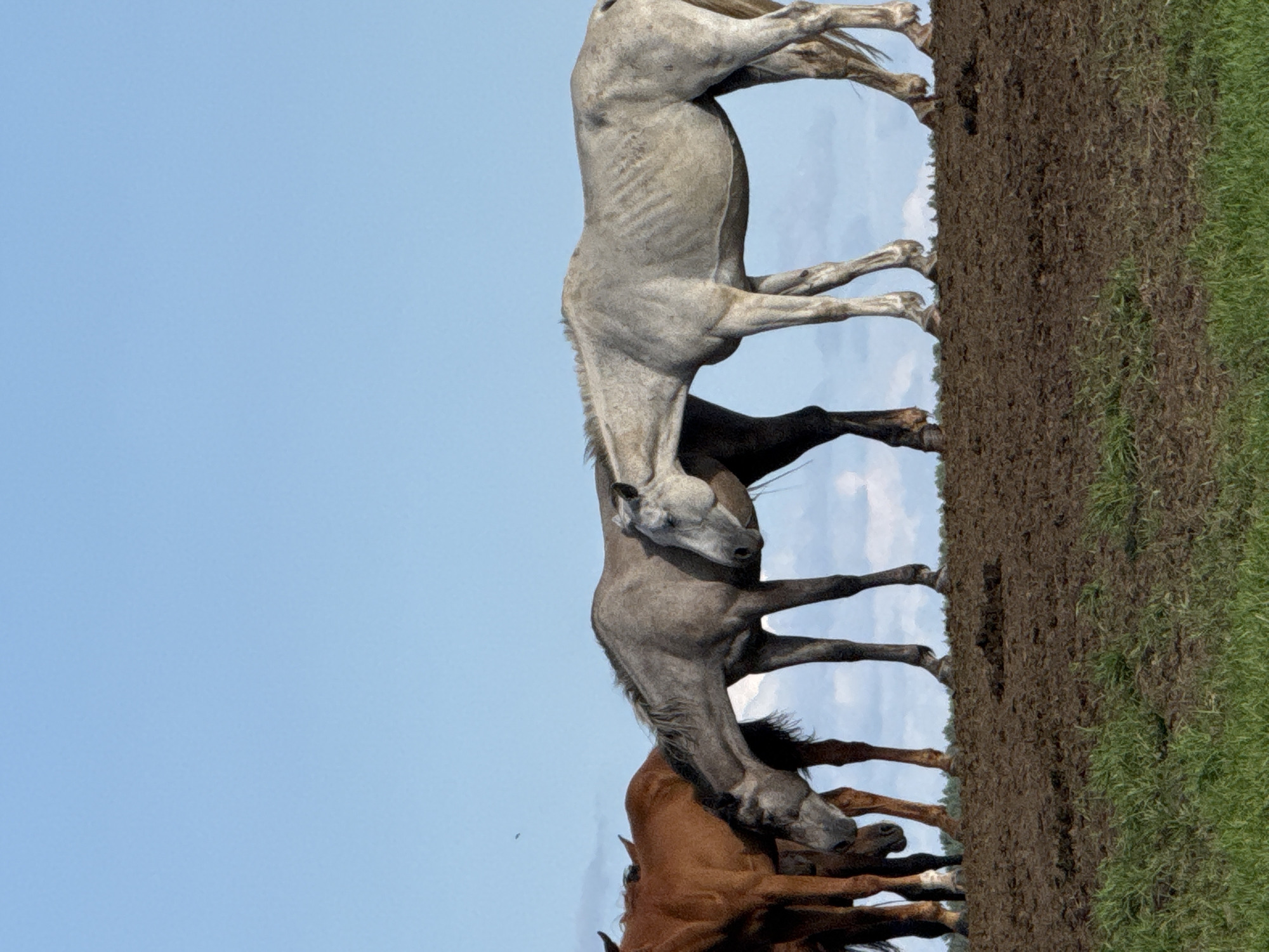 Four horses are standing on a muddy embankment under a clear blue sky. The horses are of various colors, including brown and light gray. The horse on the far right is a pale gray and appears to be very thin. The horses are facing in the same direction, with their heads lowered. In the background, there is a faint line of trees and some clouds in the sky. The foreground consists of green grass. The image does not contain any elements that would indicate its specific location in the city of Galinė, Lithuania.