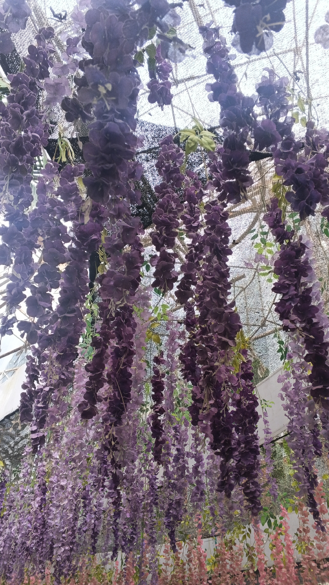 This is a close-up, vertical, eye-level shot of artificial wisteria flowers hanging in a dense canopy, obscuring the background. The flowers are a vibrant gradient of purple, ranging from deep violet to lighter lavender hues, with some hints of pink and yellow visible at the bottom. The blossoms are arranged in long, cascading clusters, creating a draped effect. The lighting suggests an overcast day or an indoor setting with diffused light. There are no people or animals present in the image. The location is unknown.