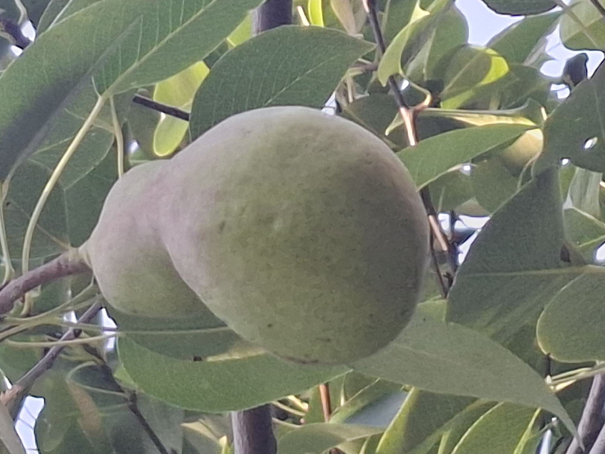 The image depicts a close-up view of two unripe pears hanging from a tree branch, surrounded by green leaves. The pears are a pale green color with a slightly mottled texture. One pear is positioned above the other, and they are both partially obscured by the foliage. The background is a blur of green leaves and some bright sky, suggesting an outdoor setting. The scene is likely in a residential area or park within the city of Almaty, Kazakhstan, given the presence of fruit-bearing trees common in such environments. There are no people or animals visible in the image. The lighting suggests it is daytime, possibly late afternoon, due to the soft, diffused light filtering through the leaves.