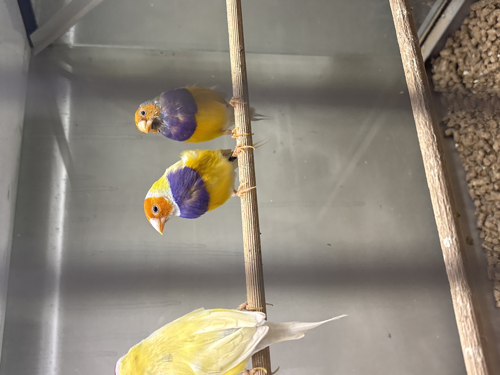 The image shows three Gouldian finches perched on a wooden stick inside a cage. The cage appears to be in an indoor environment. The birds exhibit vibrant colors, with orange heads, yellow bodies, and purple markings. The background is a blurred gray. There is no specific information related to the city of Varna, Bulgaria.