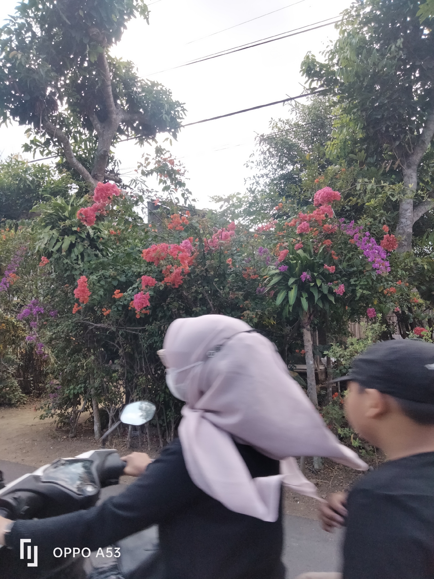 The image shows a view from a motorcycle, with two people on it. The person in front, on the left, is wearing a light pink hijab and a black top, and appears to be driving the motorcycle. The person behind, on the right, is wearing a black t-shirt and a black baseball cap, and is facing to the right. They are in a natural setting with a lot of greenery and flowering bushes, with vibrant pink and orange flowers prominently displayed. The background shows trees and a cloudy sky with some power lines. The location is identified as Bendo, Indonesia, based on the "OPPO A53" watermark on the bottom left of the image, which is a smartphone model often used for casual photography in that region. The overall scene suggests a casual ride through a semi-rural or suburban area with abundant nature.