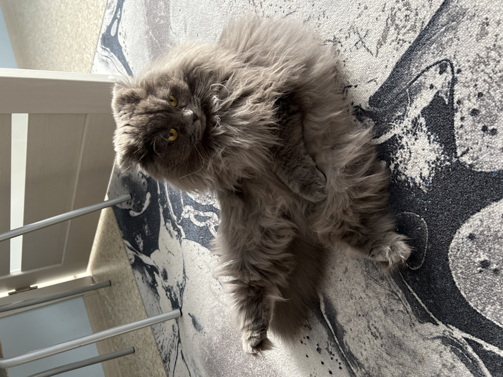 A fluffy, grey cat with yellow eyes lies on a grey and white patterned rug. The cat is partially tilted towards the viewer, its head raised slightly. A light-colored, tubular metal and painted-panel structure is visible on the left of the image. The location cannot be determined to be Tyumen, Russia from the image alone.