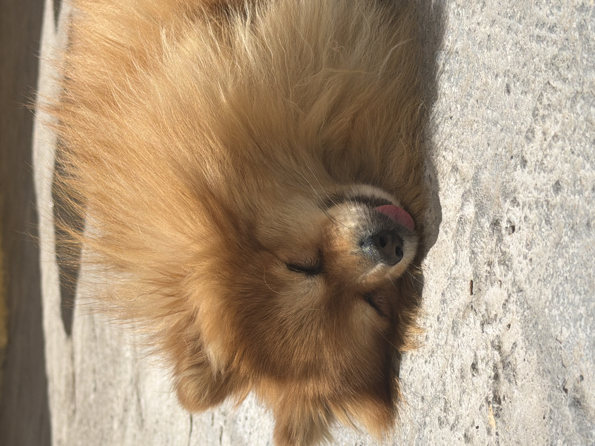 A medium shot of a small, orange-brown dog lying on a weathered, gray concrete surface. The dog is on its side with its eyes closed and a small pink tongue sticking out of its mouth. The dog appears to be sleeping. The concrete surface has a mottled texture with small pits and crevices. There is a shadowed area at the edge of the concrete, possibly indicating the presence of a wall or another vertical structure. The location is Unknown, Unknown.