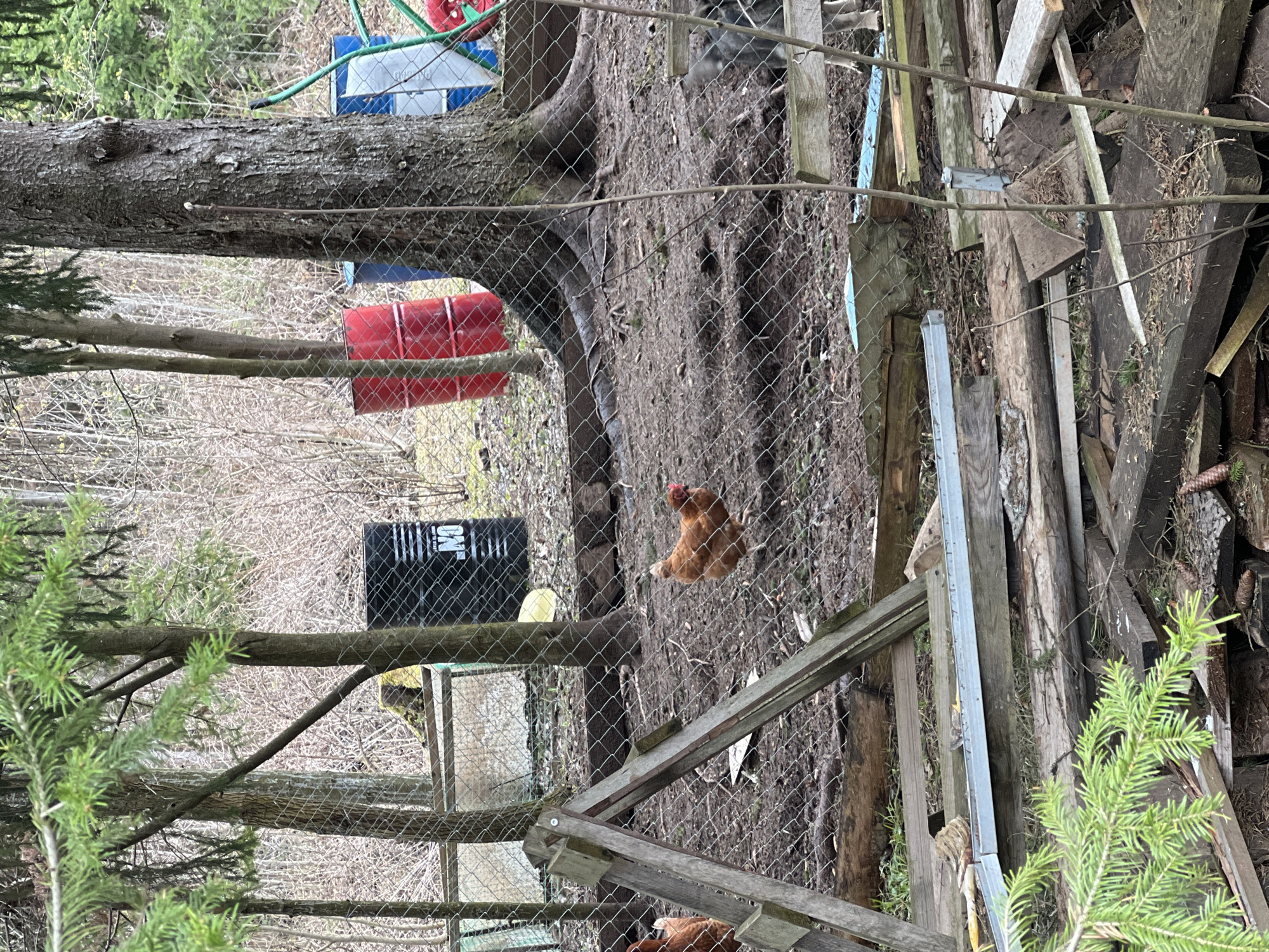 The image presents an outdoor, rural scene in Protasy, Russia, depicting a chicken run or enclosure. A chain-link fence stretches across the midground, separating the viewer from the main area. The ground within the enclosure is predominantly dirt with some natural debris.
A brown chicken with a distinct red comb is clearly visible in the midground, facing left. The head and upper body of a second brown chicken are partially visible at the bottom edge of the frame.
Various objects are distributed throughout the scene. To the left, a large tree trunk stands vertically, with branches of an evergreen tree extending into the foreground. Behind the fence, a red barrel and a partially visible blue barrel are present. A black plastic crate or container, displaying white text that includes "ON," rests on the ground. A yellow bowl is also on the dirt near the fence.
On the right side of the image, there is a substantial pile of stacked wooden planks, logs, and other assorted debris. Simple wooden structures, possibly part of a chicken coop or shelter, are integrated near the fence line. A green hose is also visible in the upper left.
The scene conveys a rustic and functional outdoor environment during daytime, under what appears to be soft, possibly overcast, lighting. No specific activity beyond the presence of the chickens in their habitat is depicted.