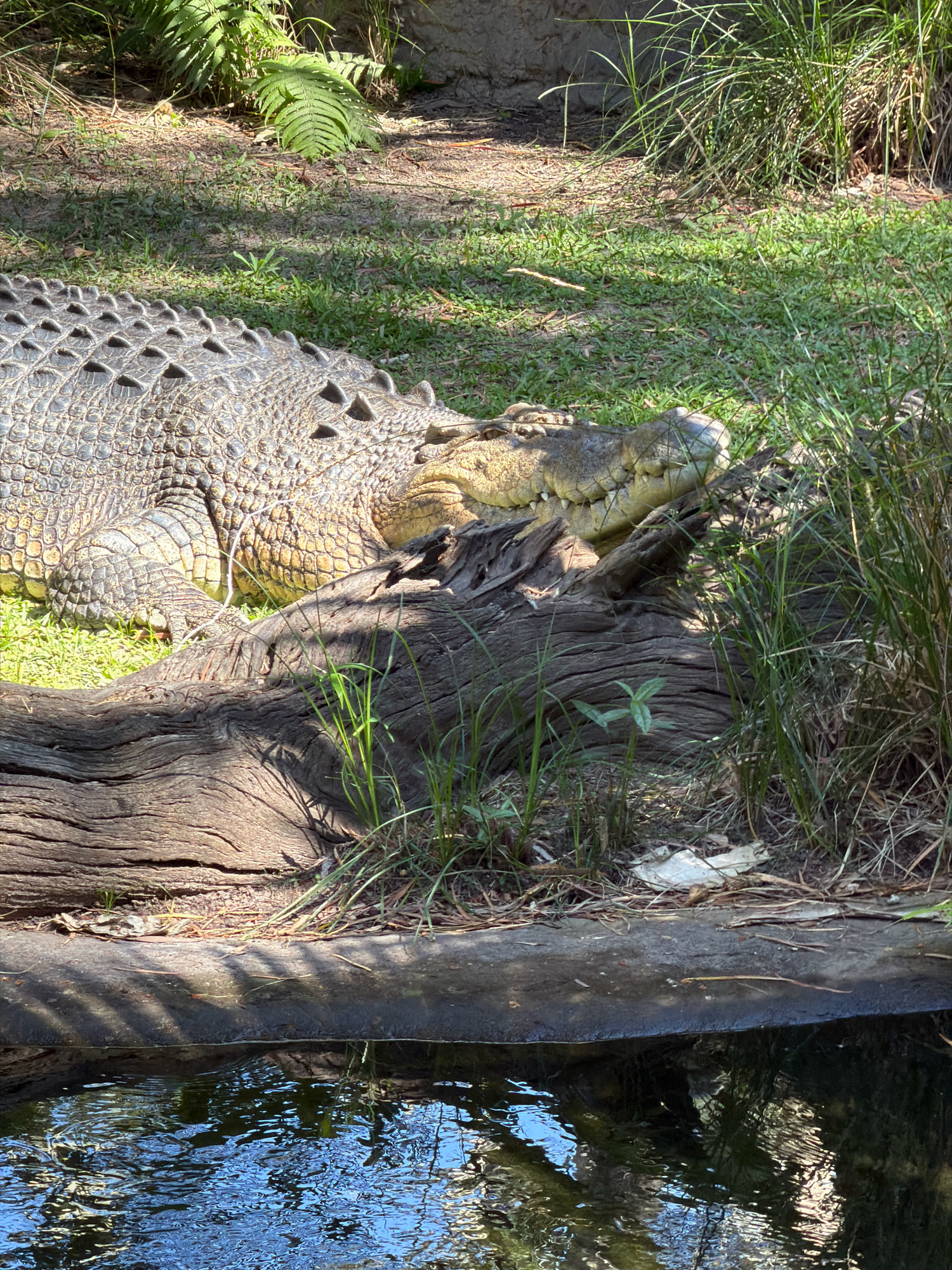 A large crocodile is resting on grassy ground next to a body of water, likely at Australia Zoo in Beerwah, Australia. The crocodile's textured, scaly skin is visible, along with its partially open mouth revealing teeth. A large, weathered log lies in front of the crocodile, partially covered by grass and reeds. The water in the foreground reflects the surrounding foliage and sunlight. The environment appears to be an enclosure designed to mimic a natural habitat.