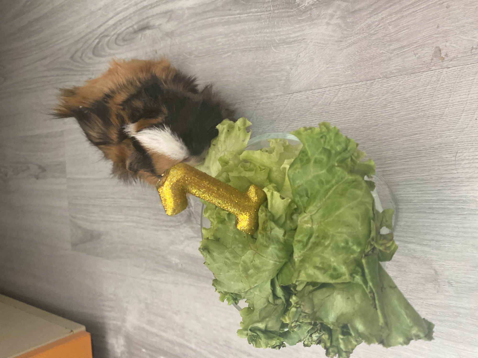 A guinea pig is featured in the foreground, positioned to the right of a bowl of lettuce. A gold glittery number "1" candle is stuck into the lettuce. The guinea pig has brown, black, and white fur. The floor is made of light-colored wood planks. A portion of an orange and cream-colored cabinet is visible in the upper left corner. The scene is indoors, likely in a residential setting. The image does not contain any information that would place it in Blagoevgrad, Bulgaria.
