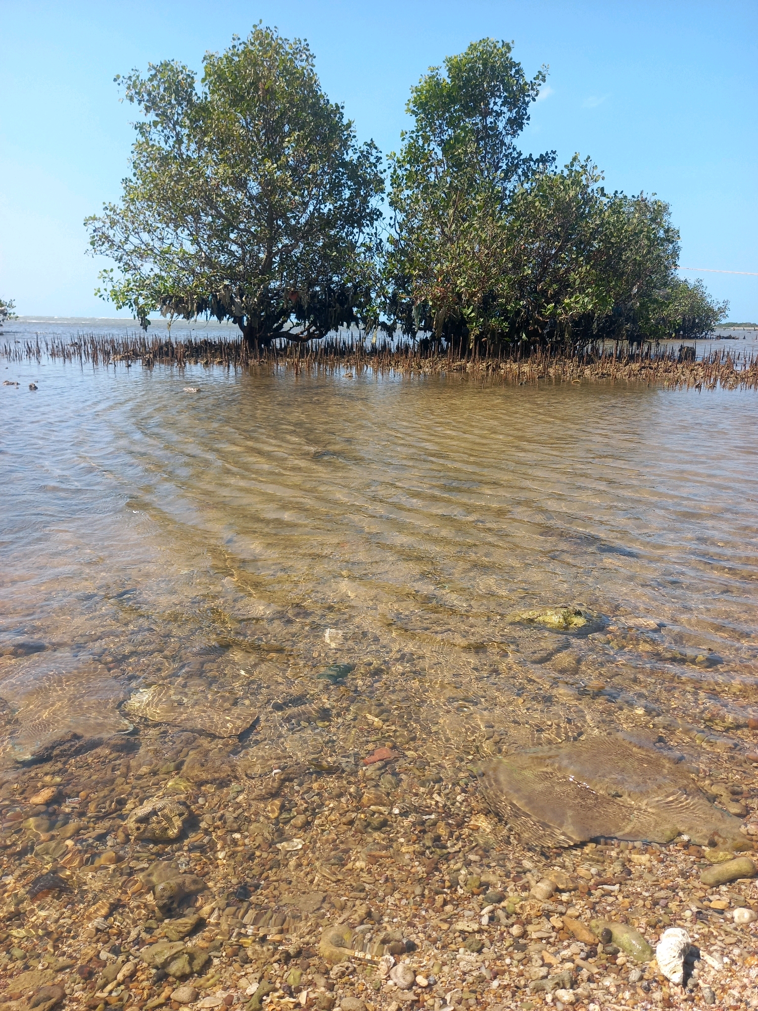 This is a medium shot, eye-level photograph of a mangrove forest area in Larangan Sorjan, Indonesia. The image captures a body of shallow, clear water with a sandy and rocky bottom. In the background, a dense cluster of mangrove trees with exposed roots stands in the water. The sky is a clear, bright blue. The foreground is dominated by the textured seabed, with ripples on the water's surface. The lighting suggests it is daytime with bright sunlight. There are no people or animals visible in the scene.