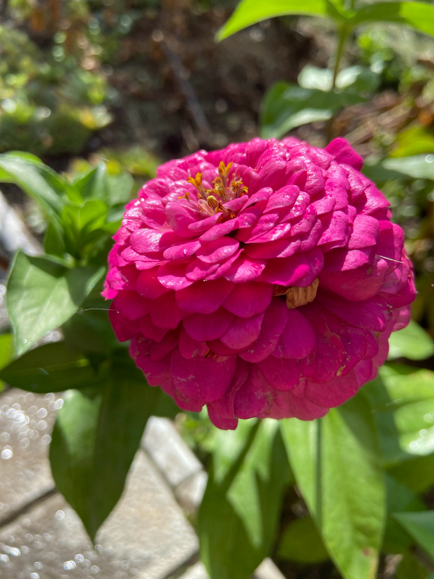 A close-up, eye-level shot features a vibrant pink zinnia flower in full bloom, its petals tightly packed and slightly ruffled. The flower's center reveals delicate yellow stamens. Behind the bloom, lush green leaves provide a soft backdrop, with hints of out-of-focus foliage and dappled sunlight in the distance. The lower left of the image shows a glimpse of a textured, light-colored pathway, possibly stone or concrete pavers, with glistening water droplets creating a bokeh effect. The scene suggests a garden setting, likely outdoors in a city like Зимородок Днп, Russia, on a bright, sunny day. There are no people or animals present.