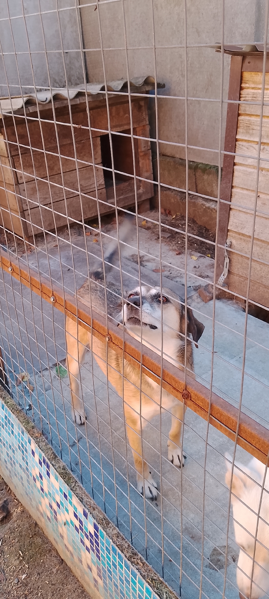 A medium-sized dog with light brown and gray fur is standing in a fenced enclosure. The dog is looking upwards and to the right. Behind the dog, there are two wooden dog houses. The enclosure has a concrete floor and a wall decorated with blue and white tiles along the bottom. The scene appears to be outdoors in a relatively dry environment. The enclosure is made of metal fencing. The image is taken at eye-level with the dog. There are no visible people in the image. The lighting suggests it is daytime, possibly late afternoon or early morning due to the warm tones.