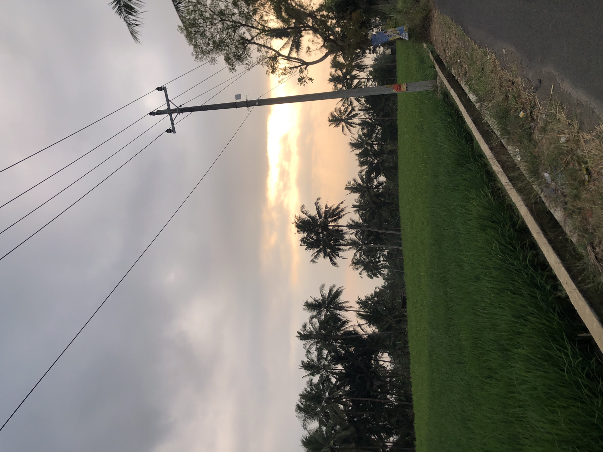 A photograph taken at dusk in Bondowoso, Indonesia, captures a rural landscape. The foreground features a vibrant green rice paddy adjacent to a paved road with a concrete drainage channel. A utility pole with multiple power lines stands prominently on the right side of the road, adorned with two small posters. In the background, a dense line of palm trees stretches across the horizon, silhouetted against a sky filled with dramatic clouds, tinged with the warm hues of the setting sun. The overall atmosphere is serene and evocative of a tranquil evening in the Indonesian countryside.
