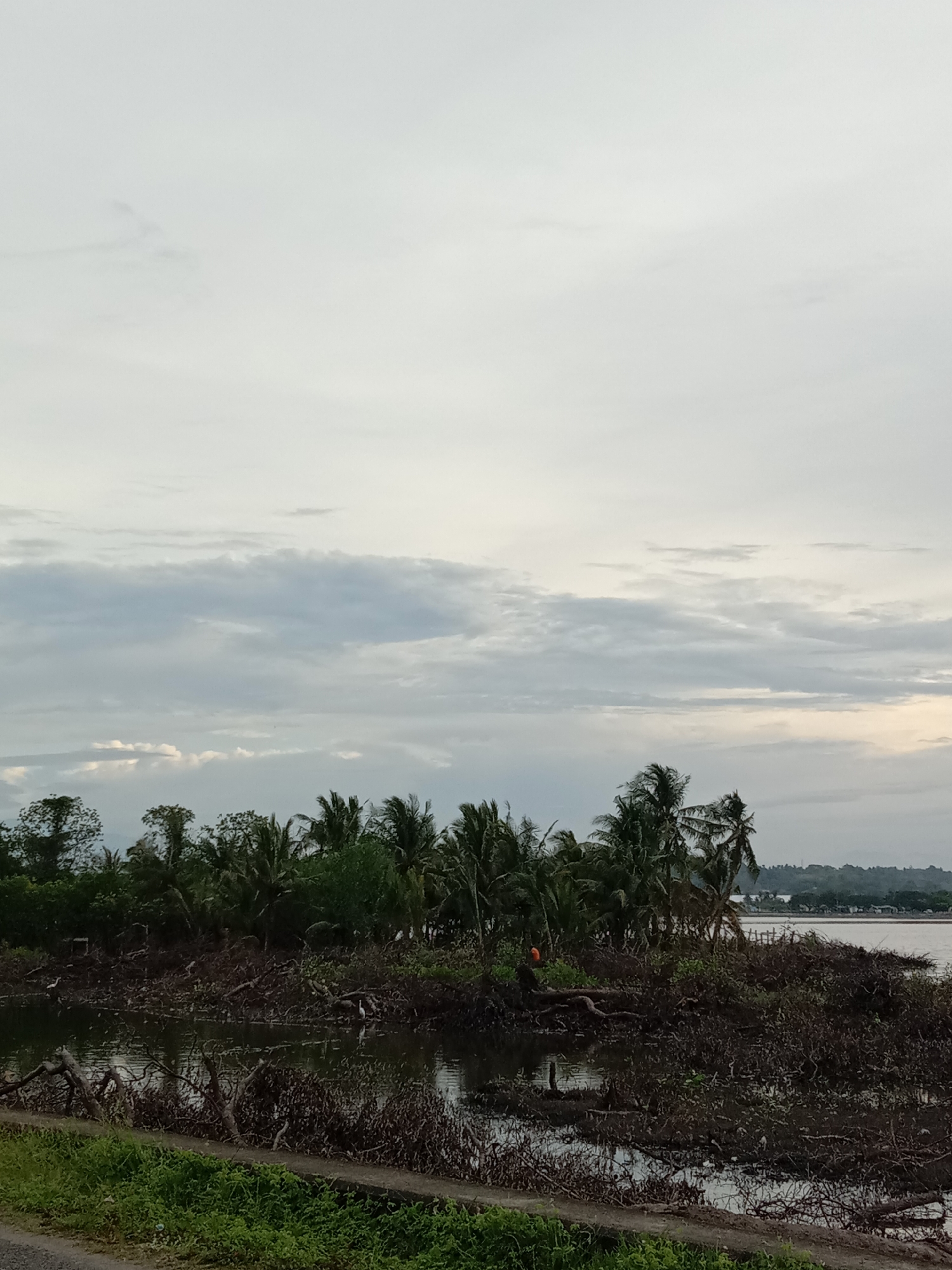 The image depicts a landscape in Lhokseumawe, Indonesia, characterized by a body of water filled with tangled branches and debris. Palm trees and other vegetation are visible in the background. The sky is overcast with a mix of grey and white clouds. A strip of green vegetation lines the foreground, suggesting a roadside or embankment. There is no sign of people or buildings in this area.