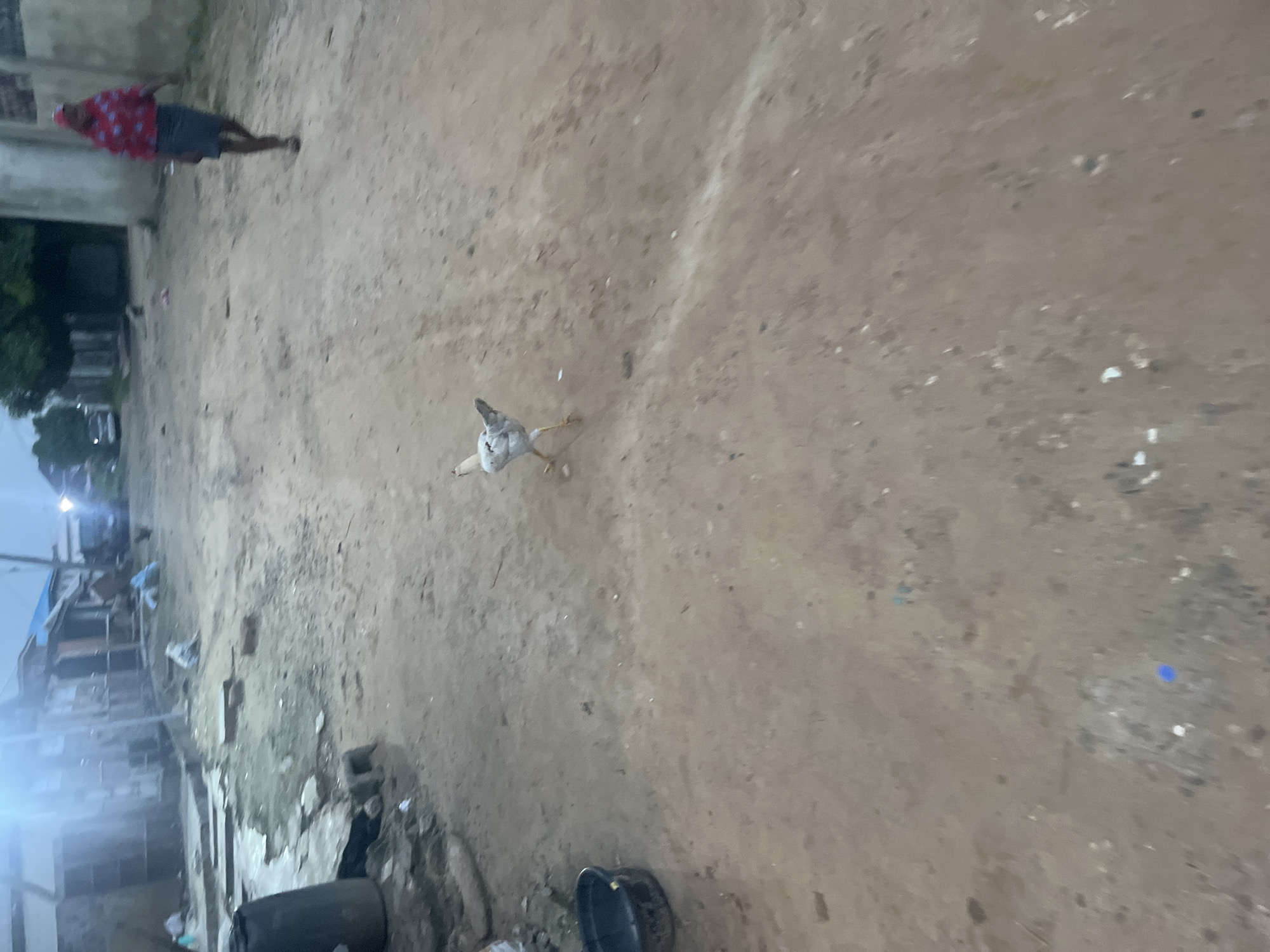 A young chicken walks across a dirt road in Ikorodu, Nigeria. The chicken is light-colored with dark markings on its wings and tail. It is walking away from the camera, towards a blurred figure of a person in the distance. The person appears to be a woman wearing a red and white patterned top and a dark skirt. The environment is a dusty, unpaved road with some debris scattered around, including plastic bags and a black bucket on the left side of the image. Buildings are visible in the background, some appearing to be unfinished or dilapidated. The overall lighting suggests it is either early morning or late evening.