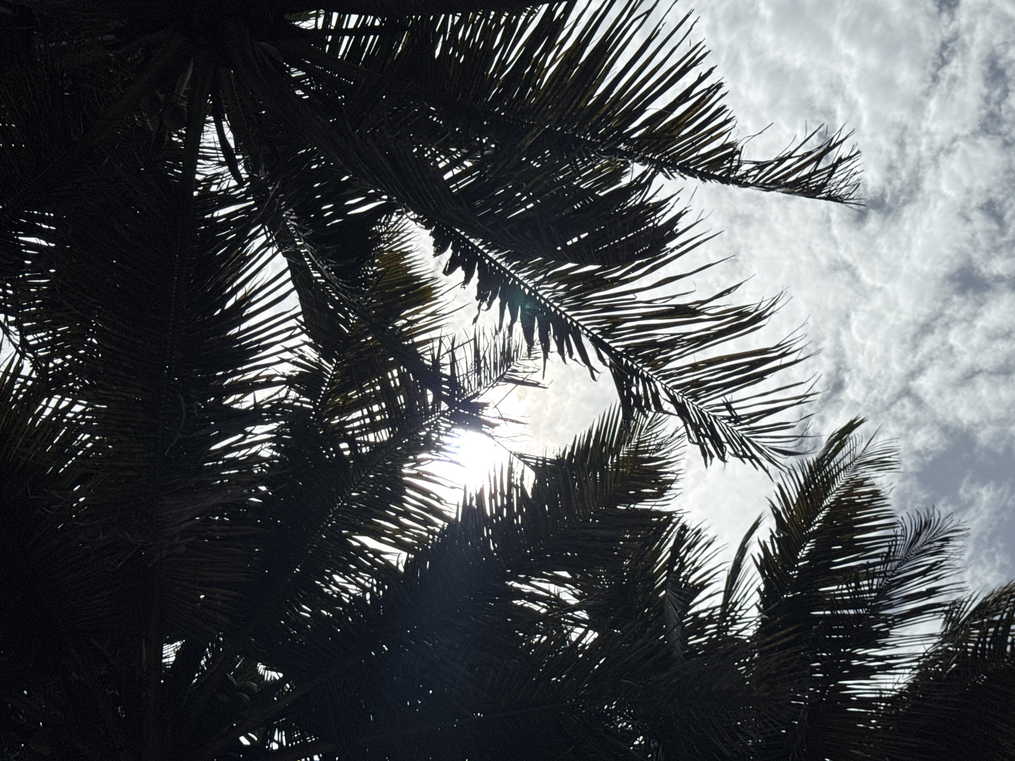 The image captures an upward perspective through the dense canopy of palm trees against a bright, cloudy sky. The palm fronds are heavily backlit, appearing as dark silhouettes that dominate the foreground and frame the lighter sky. Sunlight pierces through gaps in the foliage, creating a bright glare and subtle lens flare in the center-left of the frame.
The sky is filled with scattered, soft white and grey clouds, suggesting a partly cloudy day. The overall brightness of the sky indicates it is daytime, likely late morning or early afternoon, with the sun positioned above or slightly behind the viewer's angle. No specific activities or events are taking place; the image is a static shot of nature.
The scene is characteristic of a tropical or subtropical environment, consistent with Matara, Sri Lanka. The texture of the palm leaves is discernible despite the heavy shadowing, showing their fine strands and varying angles as they reach towards the sky. The composition emphasizes the natural patterns and shapes created by the overlapping fronds against the expansive sky. There are no visible people, objects, or text in the image.