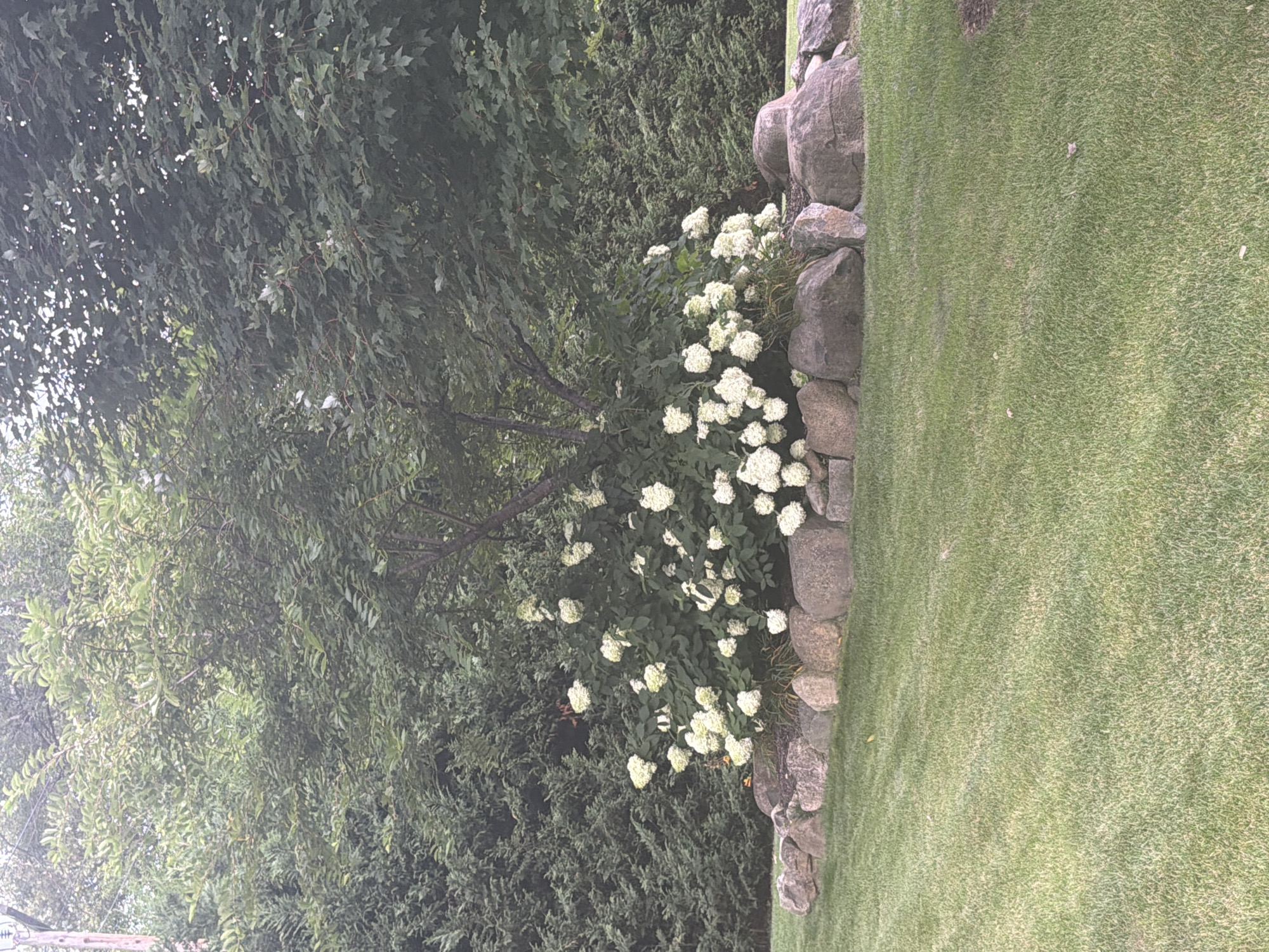This image depicts a serene garden scene in the Village of Great Neck, United States of America. In the foreground, a lush green lawn stretches out, appearing well-maintained with a few scattered leaves. Behind the lawn, a naturalistic rock border is formed by large, rounded stones of varying sizes and muted earthy tones, creating a rustic boundary.
Dominating the center of the image is a vibrant hydrangea bush, laden with numerous creamy white, cone-shaped blooms. The bush is substantial, with a dense canopy of green foliage. A slender tree trunk emerges from the center of the hydrangea, with its branches extending upwards and outwards, partially obscuring the background.
The background is filled with dense evergreen trees, creating a rich, textured backdrop of deep green. Above the evergreens, a canopy of deciduous trees with lighter green leaves is visible, suggesting a mature landscape. The lighting appears to be overcast or diffused, casting a soft, even light on the scene, which contributes to the tranquil atmosphere. There are no people or animals visible in the image. The overall impression is one of a carefully curated, naturalistic garden space, likely a private residence or a public park.