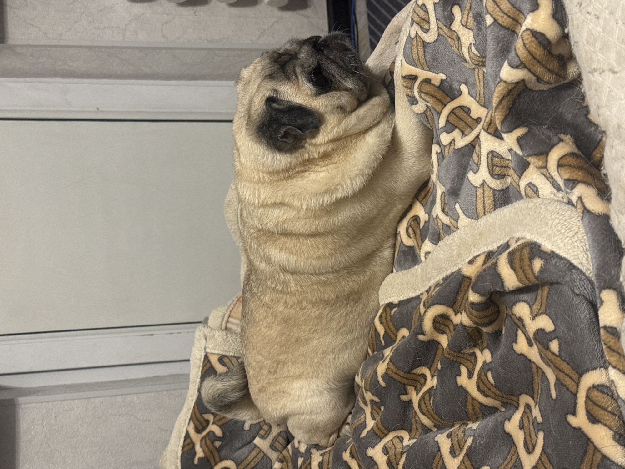 A pug is resting on a patterned blanket. The pug is light brown with dark markings on its face and ears. It is lying on its side with its head tucked in. The blanket has a gray background with a brown and tan swirling pattern. The background of the image appears to be an indoor setting with a light-colored wall and a doorway.