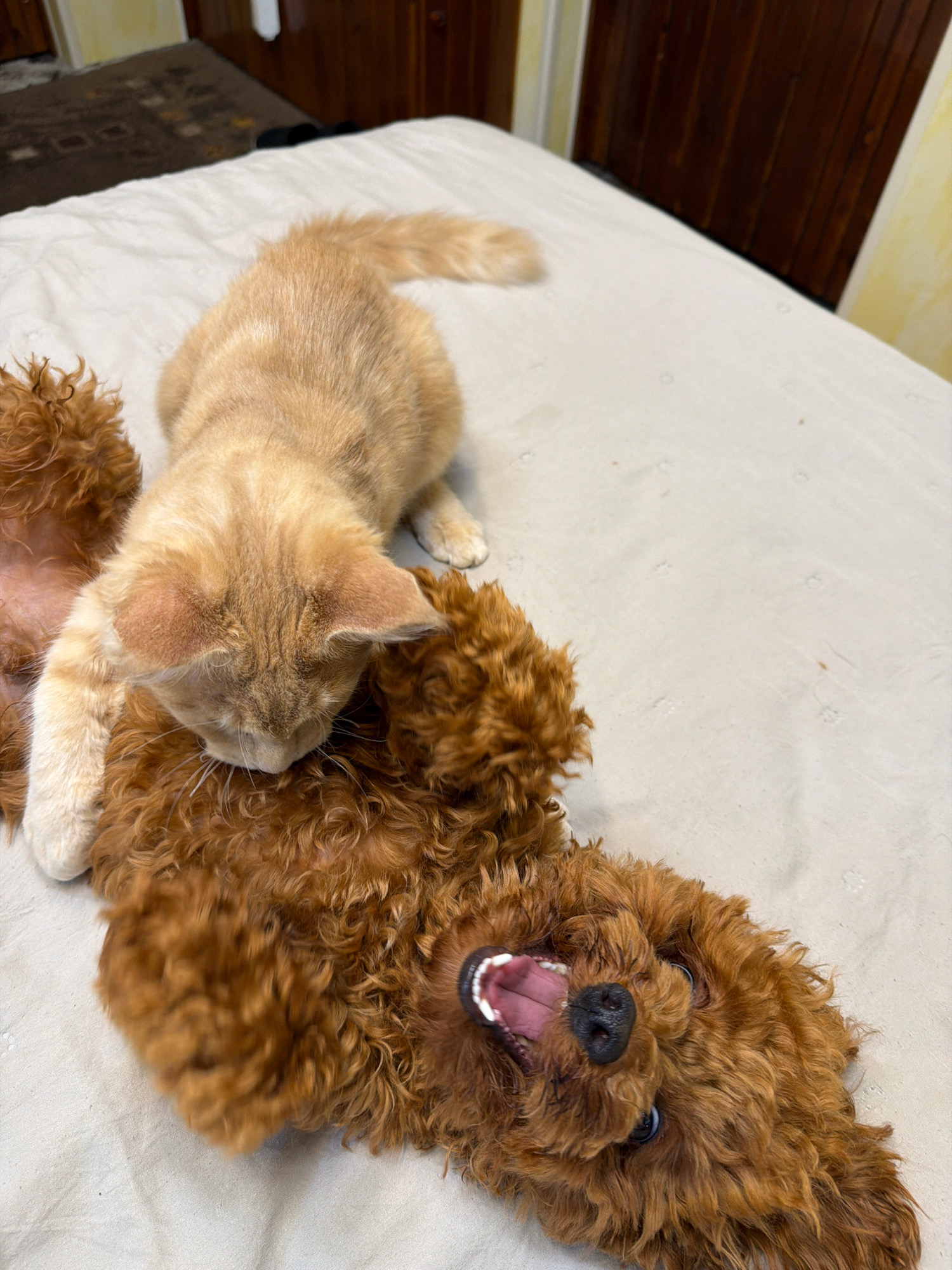 An orange tabby kitten is playing with a brown poodle on a bed. The kitten is on top of the poodle, facing its head and resting its paws on its chest. The poodle is lying on its back with its mouth open and tongue out. The bed is covered in a light-colored sheet. The background shows a dark wooden headboard and a corner of a rug. The scene appears to be indoors.