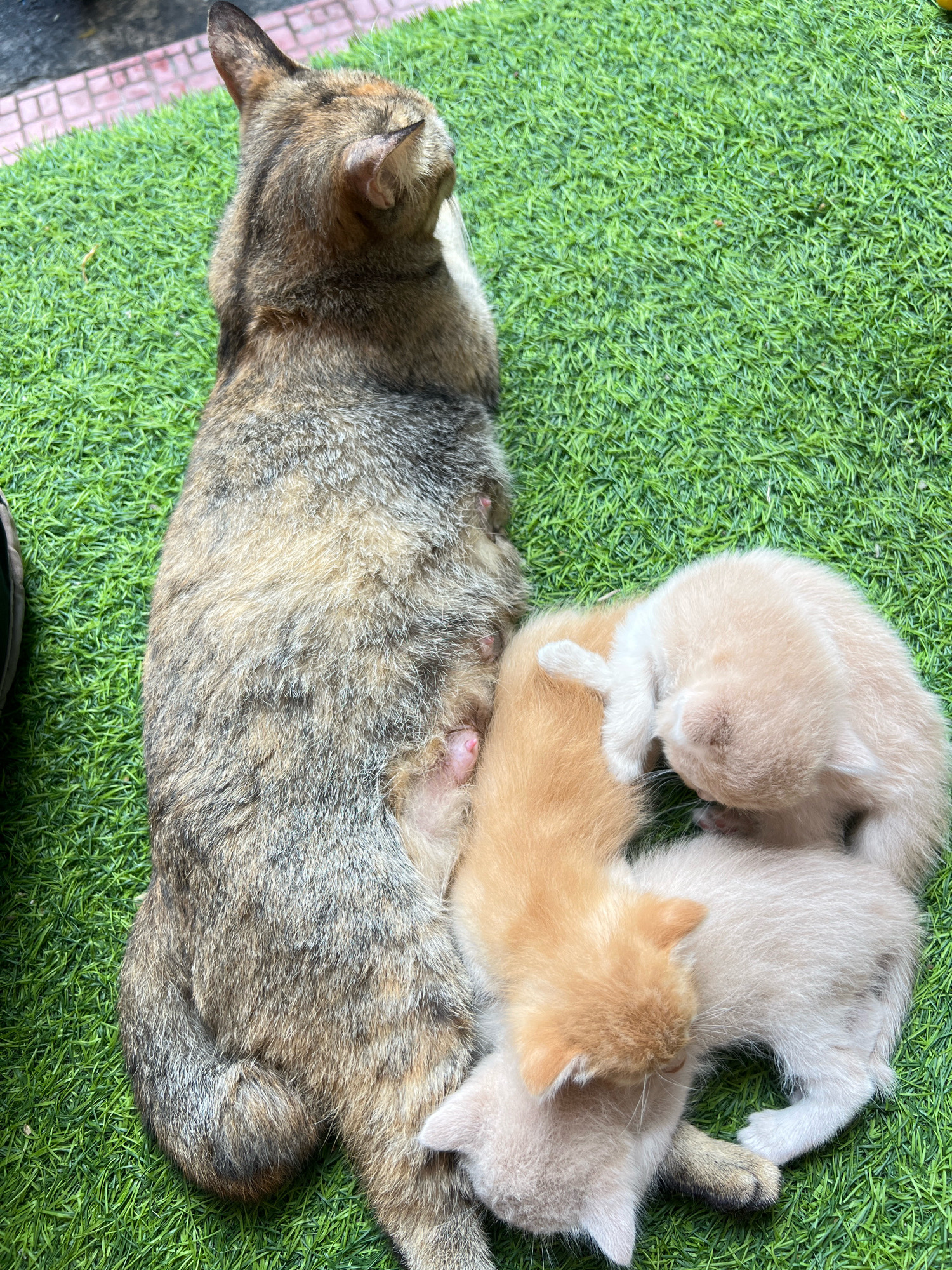 A mother cat, exhibiting tabby markings in brown and grey, lies on a patch of artificial green grass. She is curled on her side, with her head tilted back and her eyes closed or obscured, appearing to rest. Several very young kittens, likely newborns, are nestled against her body. Two kittens are clearly visible, one a pale cream color and the other a soft ginger. They are clustered around the mother's underside, suggesting they are nursing or seeking warmth. The artificial grass covers the ground, with a hint of pink and grey brickwork visible in the upper left corner, possibly indicating a pathway or edge of a garden area within an urban setting. The image is taken from an overhead perspective, focusing on the cat and her kittens. The overall scene is one of domestic tranquility. This image was captured in Denpasar, Indonesia.