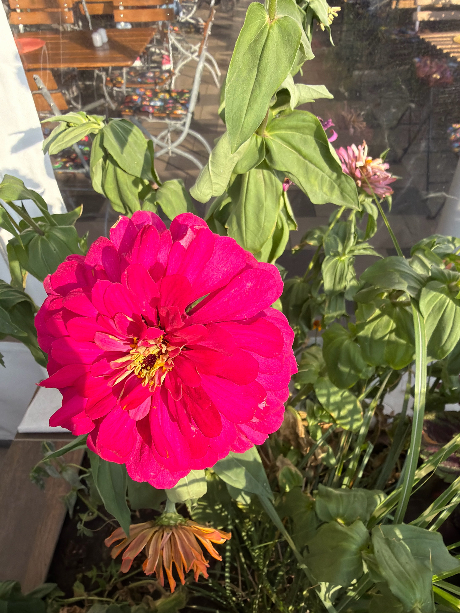 A bright pink zinnia flower is in the foreground, its petals detailed and vibrant. Behind it, a wilted, orange zinnia droops downwards. Several green leaves and stems are visible, framing the flowers. In the background, through what appears to be a window, cafe tables and chairs are set up. The tables are made of dark wood, and the chairs have white metal frames and colorful patterned seats. This scene is likely located in Wrocław, Poland, as suggested by the presence of typical outdoor cafe seating often found in the city's public spaces. The lighting indicates it is daytime.