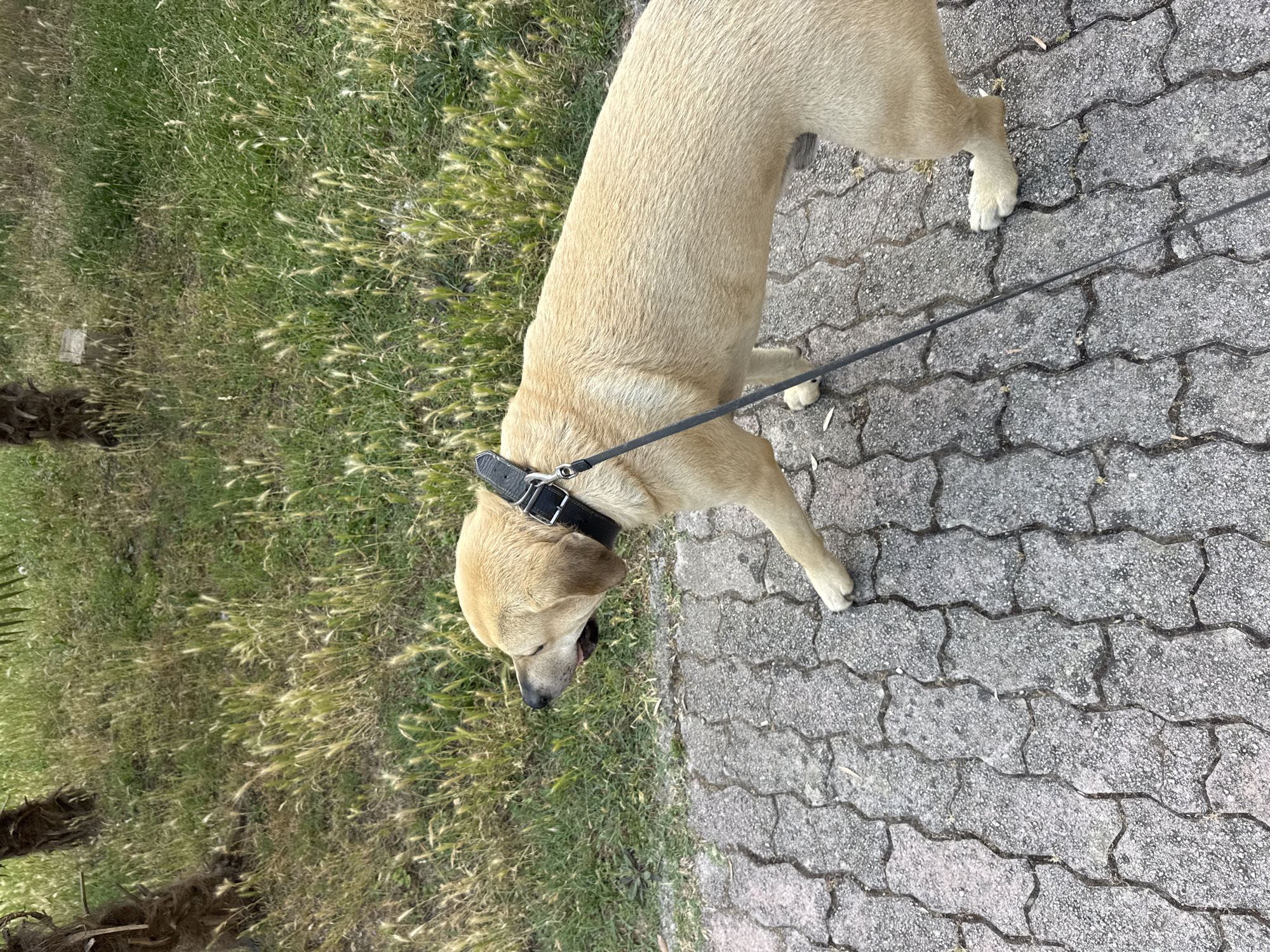 A light-colored dog with a black collar and leash is walking on a paved sidewalk next to a grassy area with some palm trees. The dog is facing left and appears to be panting. The sidewalk is made of interlocking gray pavers. The grassy area is uneven and covered with dry grass and some green weeds. The overall scene is outdoors, likely in a park or along a street.