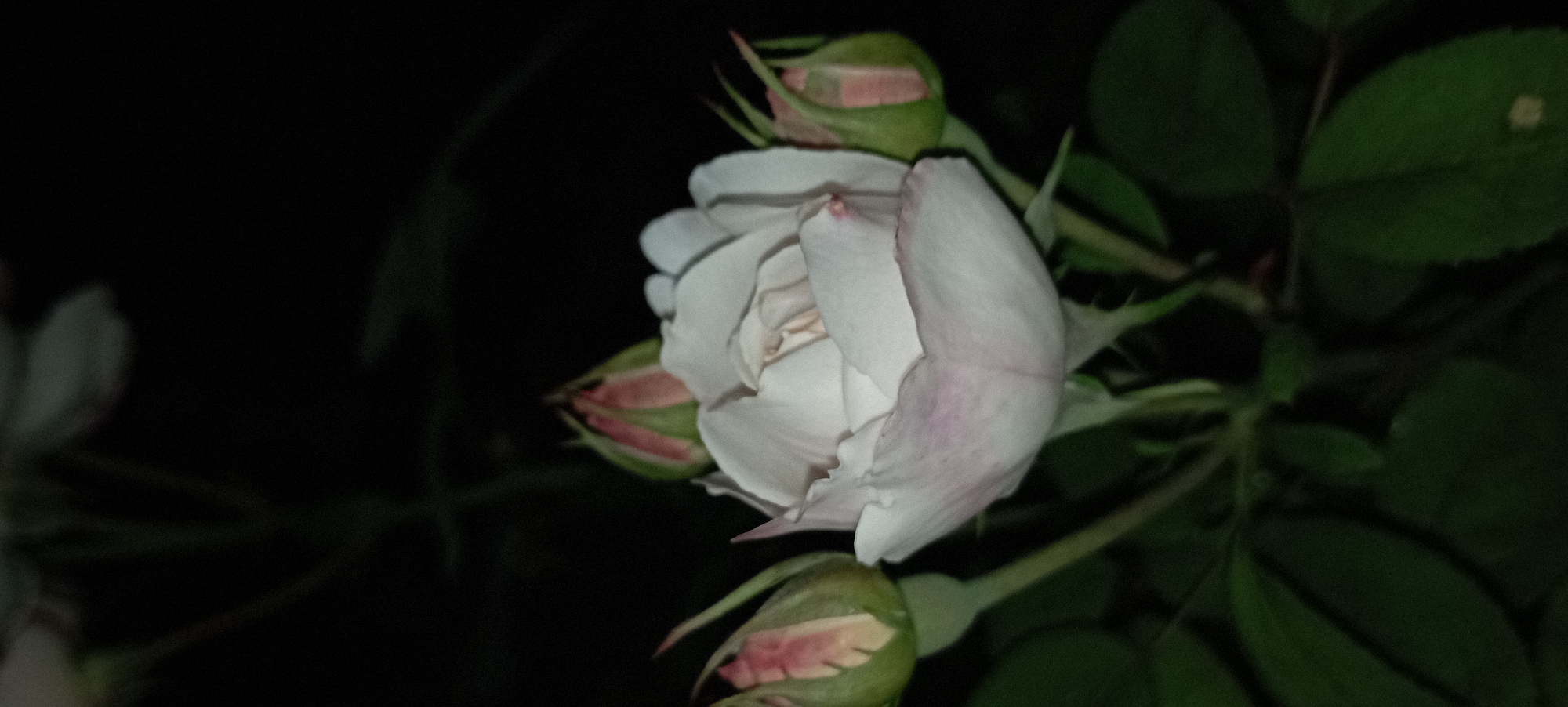 A close-up, low-light, vertical shot features a partially bloomed white rose with hints of pink on its outer petals. Three rosebuds, with green sepals and pink interior petals, are positioned around the central bloom. The background is a dark, out-of-focus expanse, suggesting a nighttime setting. The lower portion of the image displays dark green foliage. The scene is devoid of any people or indications of a specific location within Radisne, Ukraine.