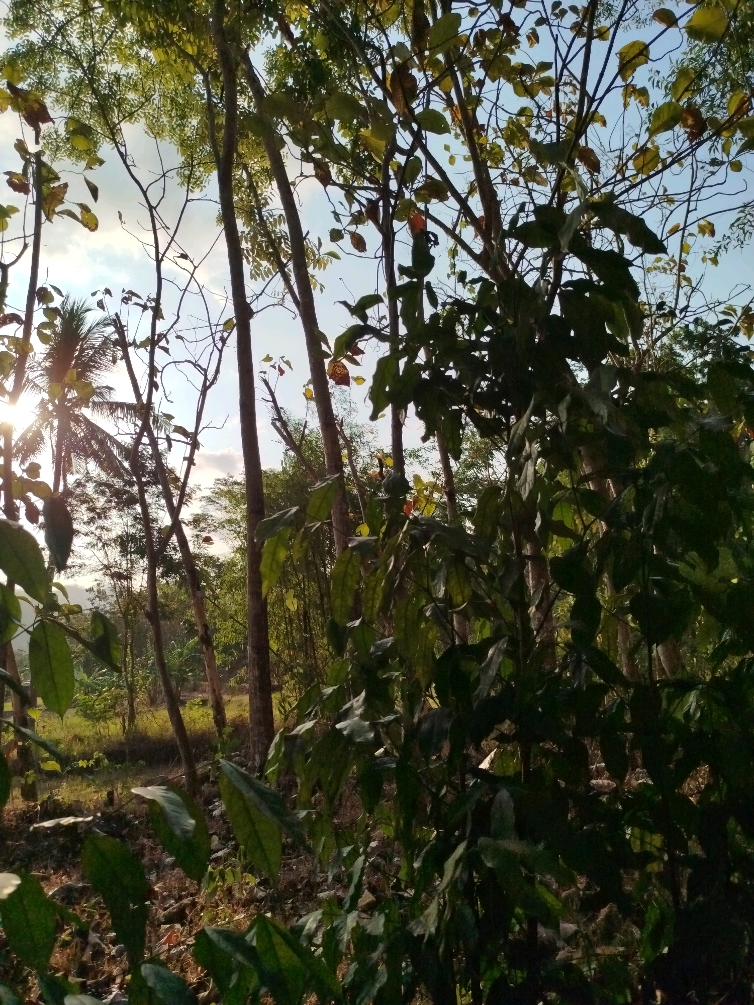 The image captures a dense forest scene in Widoro, Indonesia, bathed in the warm glow of late afternoon sunlight. Tall, slender trees dominate the foreground, their trunks a mix of light and dark bark, some appearing smooth and others textured. The canopy above is thick with leaves, ranging in color from vibrant green to earthy brown, indicating a mix of foliage and possibly seasonal changes. Sunlight pierces through the leaves, creating dappled patterns on the forest floor and casting long shadows. In the background, more trees are visible, creating a sense of depth and a lush, natural environment. A hint of a palm tree can be seen on the left side of the image, suggesting a tropical or subtropical climate. The ground is covered with fallen leaves, twigs, and dry vegetation, with patches of sunlight illuminating the textured surface. The overall impression is one of a serene, untouched natural landscape.