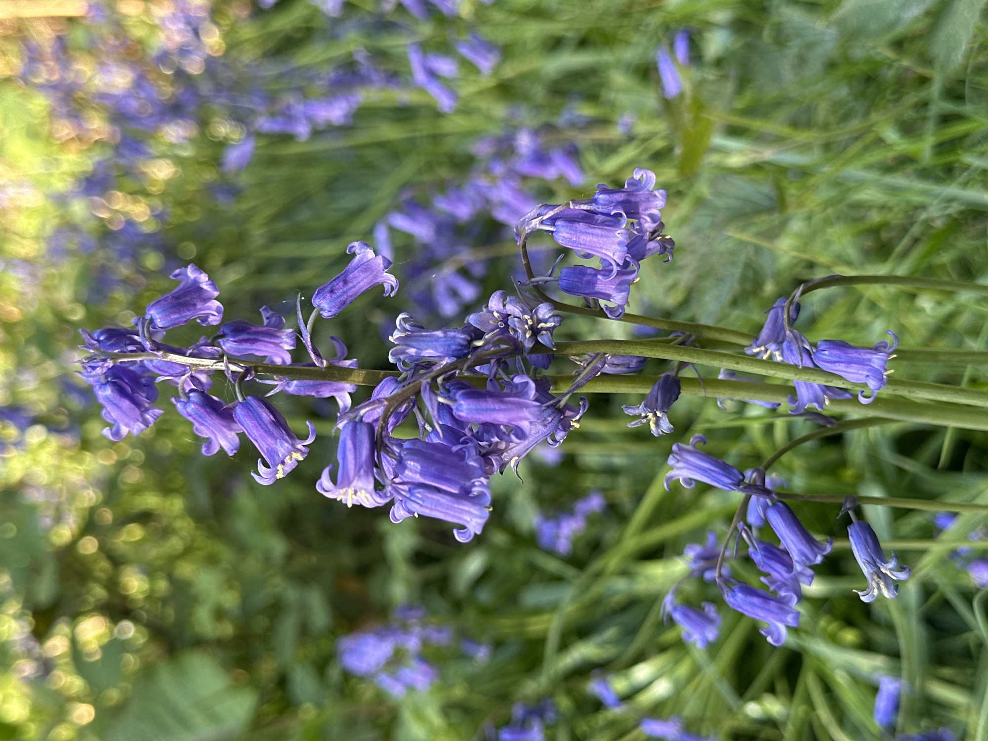 This is a close-up, eye-level photograph depicting a dense cluster of purple-blue bluebell flowers in a natural outdoor setting in Tunbridge Wells, United Kingdom. The main subject is a horizontal stem laden with numerous bell-shaped blossoms, each displaying a vibrant indigo to lavender color and characteristically curled petals. The flowers hang downwards, and some show their delicate, light-colored stamens.
The bluebells in the foreground and midground are sharply in focus, while the background is a soft, verdant blur of green foliage and additional out-of-focus bluebells. This shallow depth of field effectively draws attention to the intricate details of the prominent flowers. Patches of bright, diffused sunlight create luminous bokeh effects in the blurred background, suggesting a daytime scene, likely in the morning or late afternoon, with light filtering through surrounding leaves.
The lush green backdrop indicates a woodland or garden environment, typical of where bluebells flourish in abundance during the spring season in the UK. No specific activity or event is taking place; the image captures a moment of natural tranquility and beauty. There is no visible text in the media. The photograph conveys a sense of peacefulness and the vibrant freshness of springtime nature.