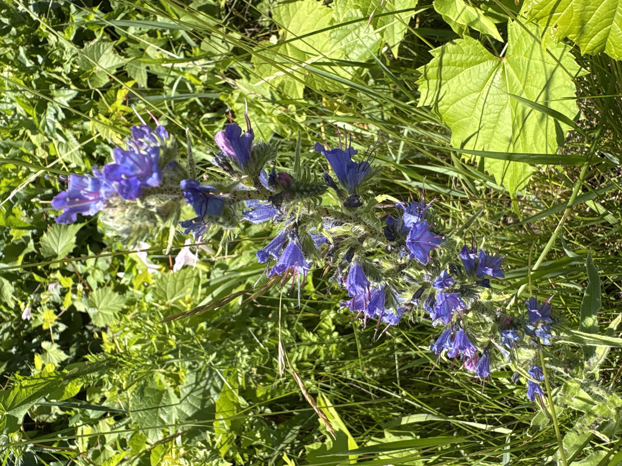 A vertical, close-up, outdoor shot captures a vibrant, tall, purple wildflower with multiple small blooms clustered along its stem, surrounded by lush green foliage and tall blades of grass. The flower's stem is fuzzy and dark green, and the individual flowers are trumpet-shaped with delicate, pinkish stamens extending from their centers. The background is a blur of various shades of green, with hints of other smaller, lighter colored flowers interspersed amongst the leaves. A large, bright green leaf with distinct veins is prominently positioned in the lower right quadrant of the image. The lighting suggests a bright, sunny day, casting dappled shadows on the leaves and flowers. The location is identified as the City of Niagara Falls, United States of America, within a natural or park-like setting. There are no people or discernible actions taking place in the image.