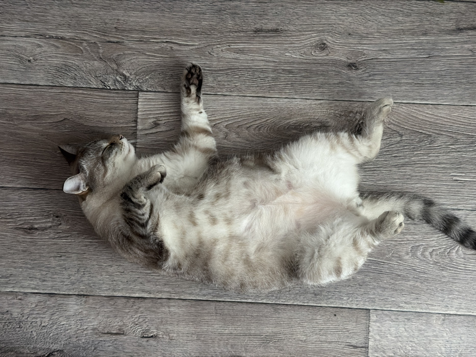 A domestic cat, exhibiting a light-colored coat with tabby markings on its limbs and tail and spotted patterns on its exposed abdomen, is depicted lying on its dorsal side. Its eyes are closed, consistent with a state of sleep. All four paws are positioned in a relaxed, partially curled or extended manner. The animal rests directly on a surface composed of light greyish-brown wooden planks. This scene is situated indoors, within Perm, Russia.