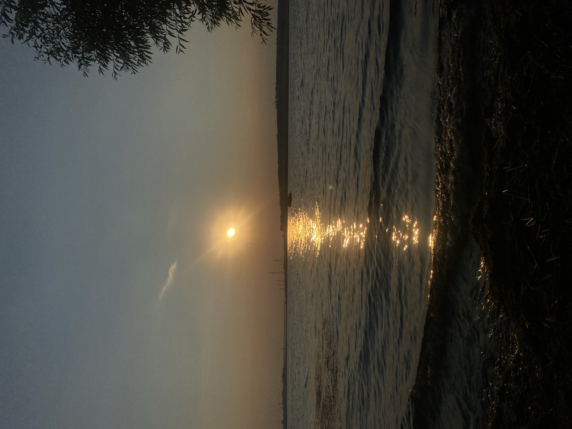 The image depicts a serene sunset over a body of water, likely a lake or river, near Smolino, Russia. The sun, a bright orb, is low on the horizon, casting a warm, golden glow across the scene. Its reflection shimmers on the rippling surface of the water, creating a path of light that stretches towards the viewer.
The sky is a soft gradient of pale blue and warm yellow, with a few wisps of clouds adding texture. Silhouetted against the sky in the upper left corner are the feathery leaves of a tree, their dark forms providing a striking contrast to the bright sky and water.
The water itself is calm, with gentle waves lapping at the shore on the right side of the image. The shoreline is densely vegetated and appears dark and indistinct, fading into shadow. In the distance, across the water, a faint silhouette of buildings or industrial structures can be seen, suggesting the presence of human activity in the vicinity.
The overall mood of the image is peaceful and tranquil, evoking a sense of calm and natural beauty. The time of day is clearly sunset, as indicated by the low sun and warm lighting. There are no people or discernible objects in the foreground or mid-ground. No text is visible in the image.
