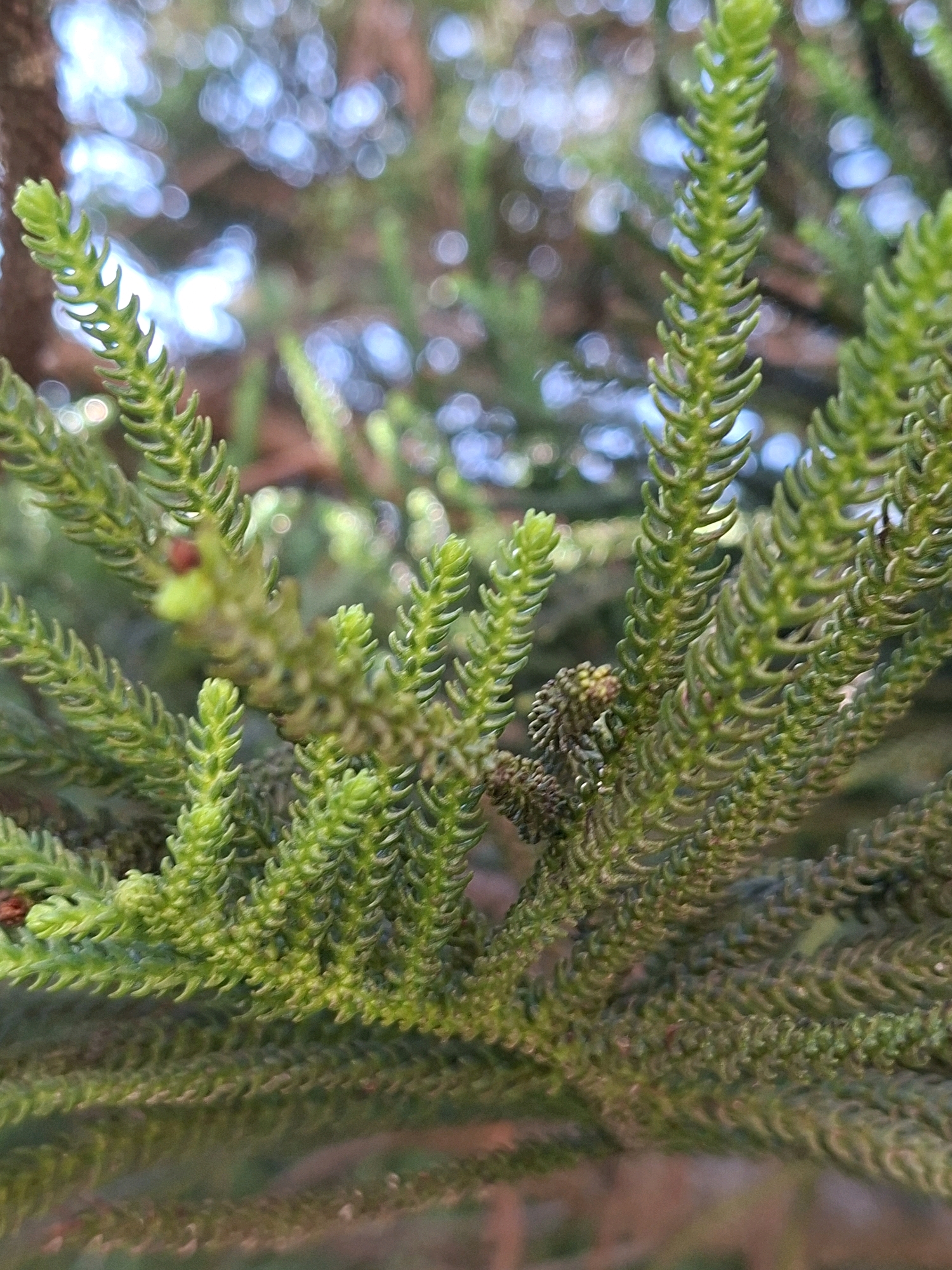 A close-up, macro photograph focuses on the intricate, green needles of a conifer branch, possibly an Araucaria or Norfolk Island Pine. The needles are densely packed along the branch, creating a textured, feathery appearance. The background is softly blurred, featuring bokeh lights that suggest sunlight filtering through leaves or foliage. The lighting is natural and bright, highlighting the vibrant green of the needles and creating a shallow depth of field. No people or specific landmarks are visible. The scene is entirely natural, capturing a detail of plant life without any urban context. The location in Torrevieja, Spain, is not discernible from the visual information presented in the image.