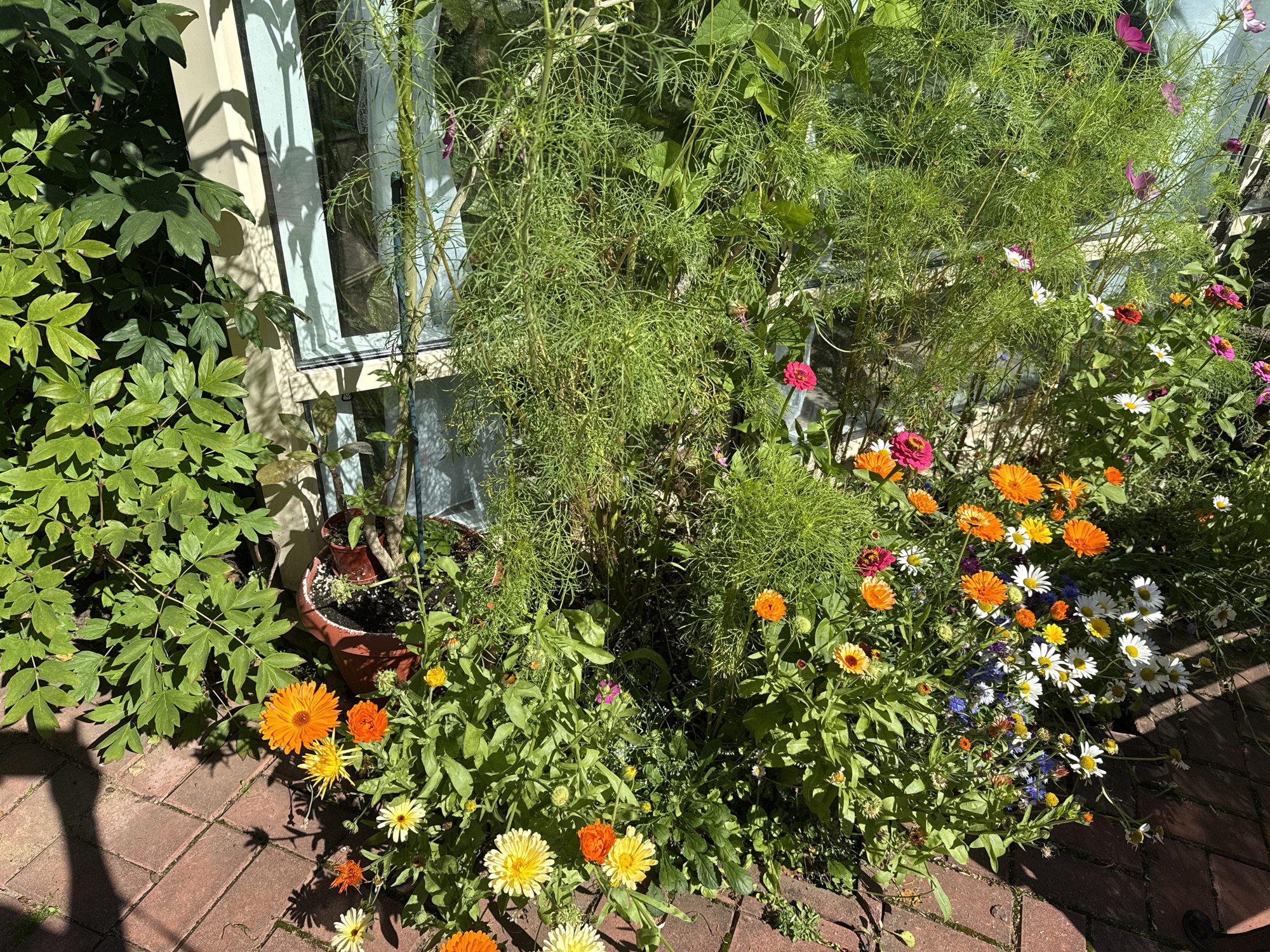 The image depicts a sunlit flower garden situated in Yukki, Russia. The garden features a variety of colorful flowers, including bright orange calendula, pink and yellow zinnias, white daisies, and delicate blue cornflowers. These flowers are interspersed with lush green foliage and tall, feathery plants that appear to be cosmos. The garden is bordered by a red brick pathway, with shadows cast by the plants and a building's window. A large terracotta pot containing a plant is visible on the left side of the image, near the base of the window. The window itself has pale blue framing and reflects the surrounding greenery and sky. The overall scene conveys a sense of a well-maintained, vibrant garden on a clear day.