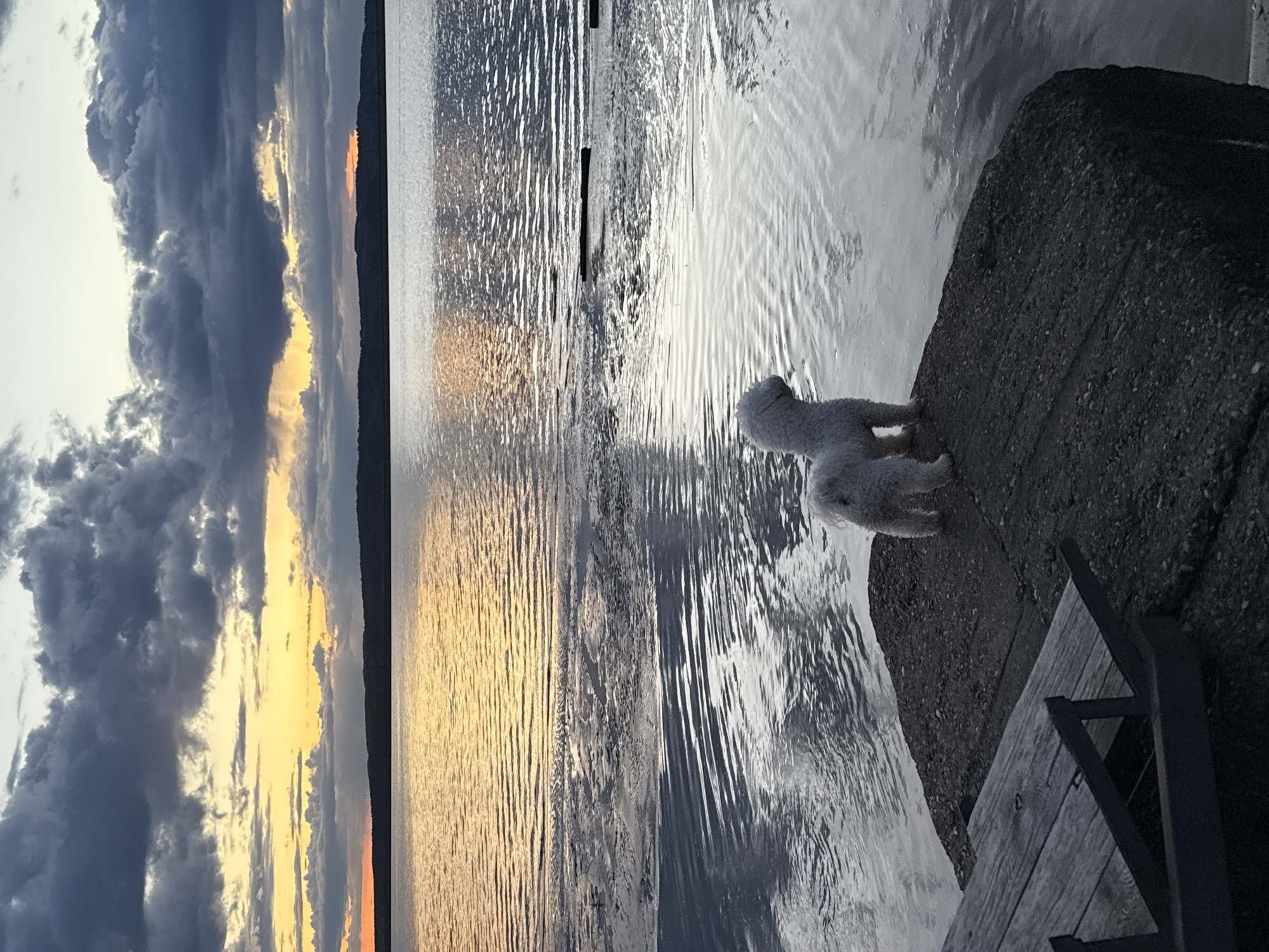 The image depicts a waterfront scene at sunset in Chaikovsky, Russia. A small, white dog stands on a stone structure at the water's edge. The water reflects the golden light of the setting sun, creating a shimmering effect. In the background, a dark treeline separates the water from the sky, which is filled with dramatic clouds in shades of gray, blue, and gold. A wooden structure with steps is visible near the stone structure where the dog is standing.