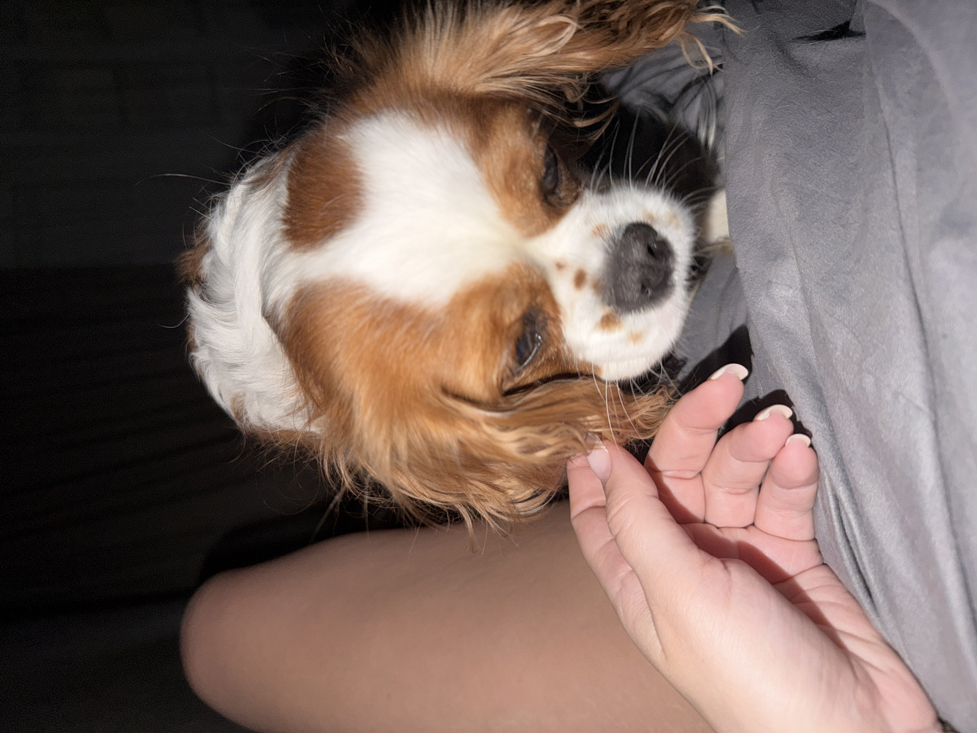 A Cavalier King Charles Spaniel dog, with brown and white fur, is being petted by a human hand with white-tipped nails. The dog's face is close to the camera, revealing its black nose and brown eyes. The dog appears to be partially under a gray fabric. The background is dark. It is not possible to determine if this image was taken in Chaikovsky, Russia, or anywhere else.