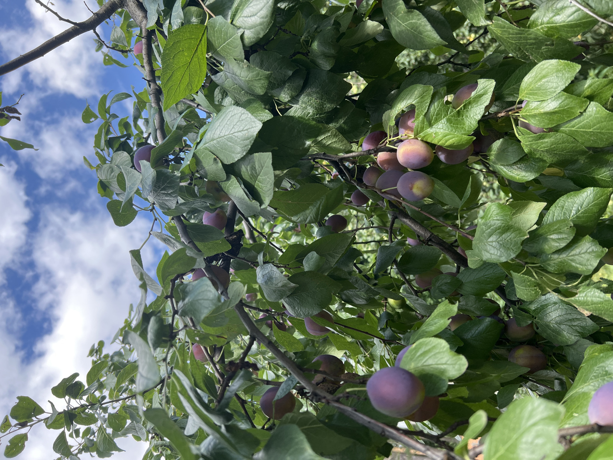 A plum tree is shown in the image, laden with ripe plums. The plums are a deep purple and hang from branches amongst lush green leaves. The sky above is a vibrant blue, dotted with fluffy white clouds. The branches of the tree are visible, as are the details of the plum leaves, some of which are catching the sunlight. The image appears to be taken outdoors, likely in a garden or orchard, given the presence of the tree and its fruit.