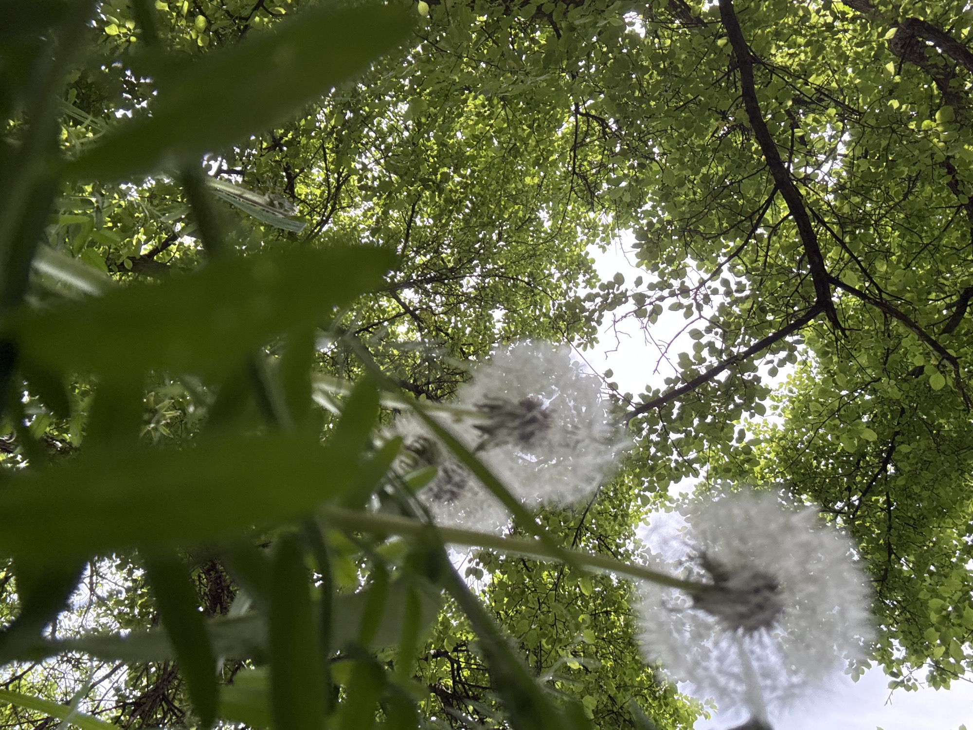 The media file presents an upward-looking, low-angle perspective of an outdoor natural setting. The foreground is dominated by blurry green plant stems and leaves, suggesting the camera is positioned very close to the ground, looking up through the foliage.
Prominently featured in the mid-ground are several dandelion seed heads, commonly known as "puffballs." These white, spherical structures are somewhat soft-focused but clearly distinguishable, with their delicate feathery seeds visible against the brighter sky. At least three distinct dandelion heads are visible, distributed across the lower and central portions of the frame.
The background reveals a dense canopy of green tree leaves, illuminated from behind by bright daylight. This backlighting creates a radiant effect, highlighting the translucence of the leaves and casting the tree branches into darker silhouettes. The sky, visible through the gaps in the foliage, appears clear and bright, indicating a sunny day.
No specific activity or event is taking place; the image captures a static, serene moment in nature. The bright lighting suggests it is daytime, likely morning or afternoon. There are no visible location cues beyond a natural, vegetated area, and no text is present in the image. The overall impression is one of natural beauty and light filtering through leaves.