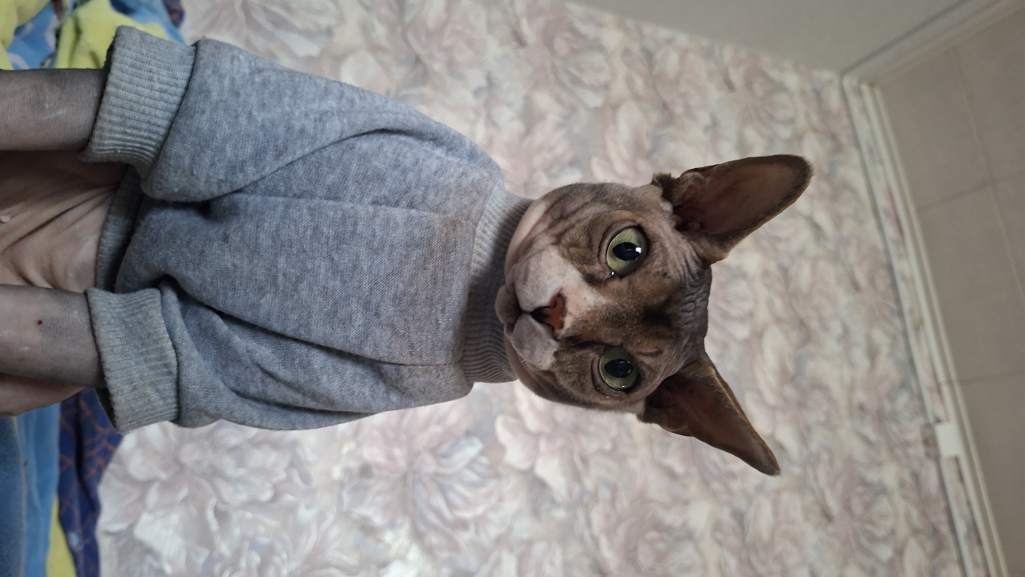 A hairless cat with green eyes is wearing a gray sweater. The cat is being held by a person, with a floral wallpaper visible in the background. The location and city are unknown.