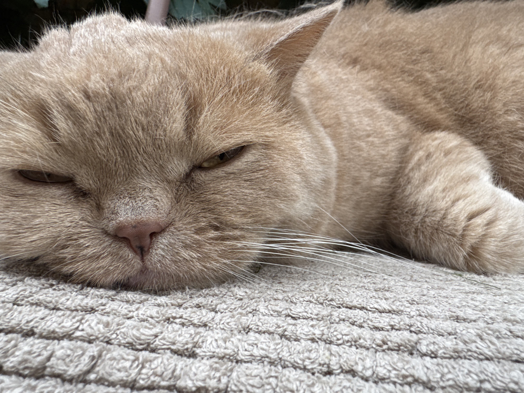 A close-up, low-angle, eye-level shot captures a fluffy, light orange cat lying down with its face resting on a textured, light-colored surface, possibly a rug or towel. The cat's eyes are partially closed, giving it a sleepy or contented appearance, and its whiskers are long and white. The background is blurred, with hints of green and dark colors, suggesting an indoor environment. The lighting is soft and diffused, highlighting the cat's fur texture.