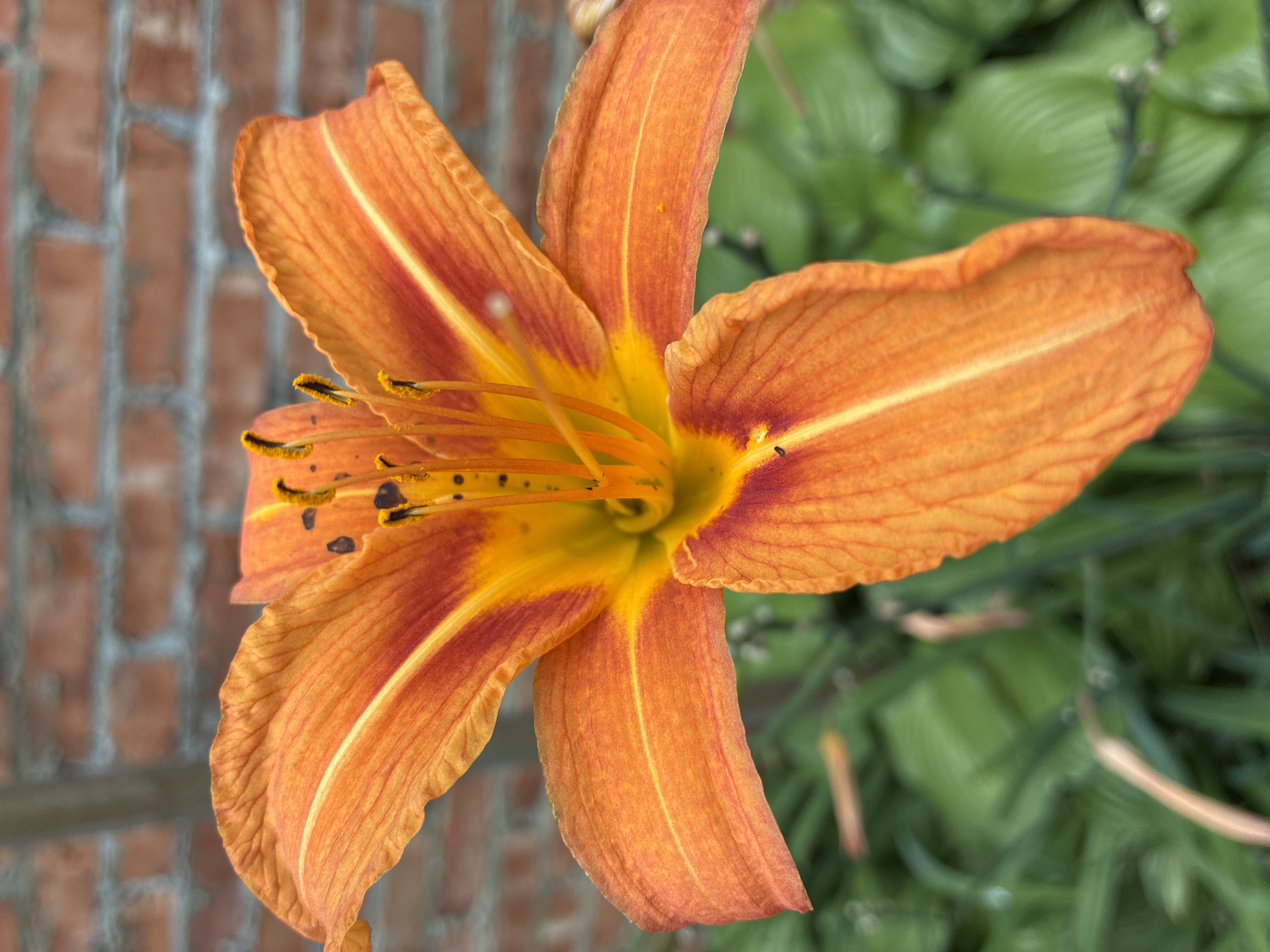 An extreme close-up photograph captures an orange daylily in bloom. The flower's petals are a vibrant orange, transitioning to yellow at the center and featuring subtle red markings near the base of each petal. The stamen, tipped with dark anthers, are visible in the flower's center. Behind the flower, a blurred background shows green foliage and a brick wall. The image is sharply focused on the flower, with the background softly out of focus. No people or animals are visible. The scene appears to be an outdoor garden setting.
